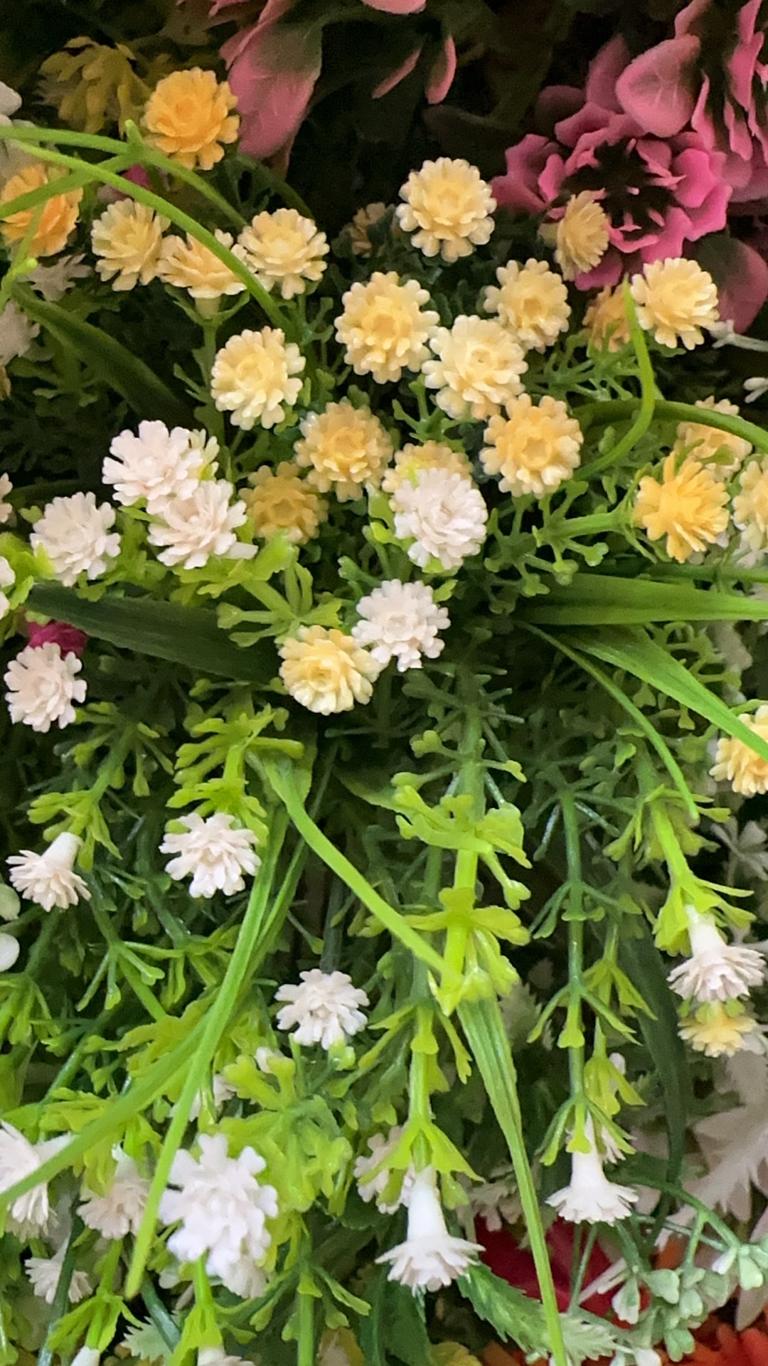 新品上市！7头水草，绿意盎然，为您的鱼缸增添生机，优惠期限有限，错过可能会有遗憾哦！