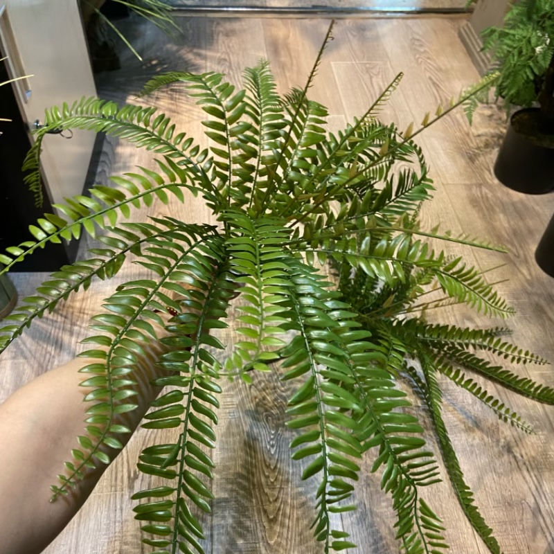 Artificial green plant decorations, indoor plastic artificial plant ornaments, realistic artificial flower artworks, home decoration Specification image