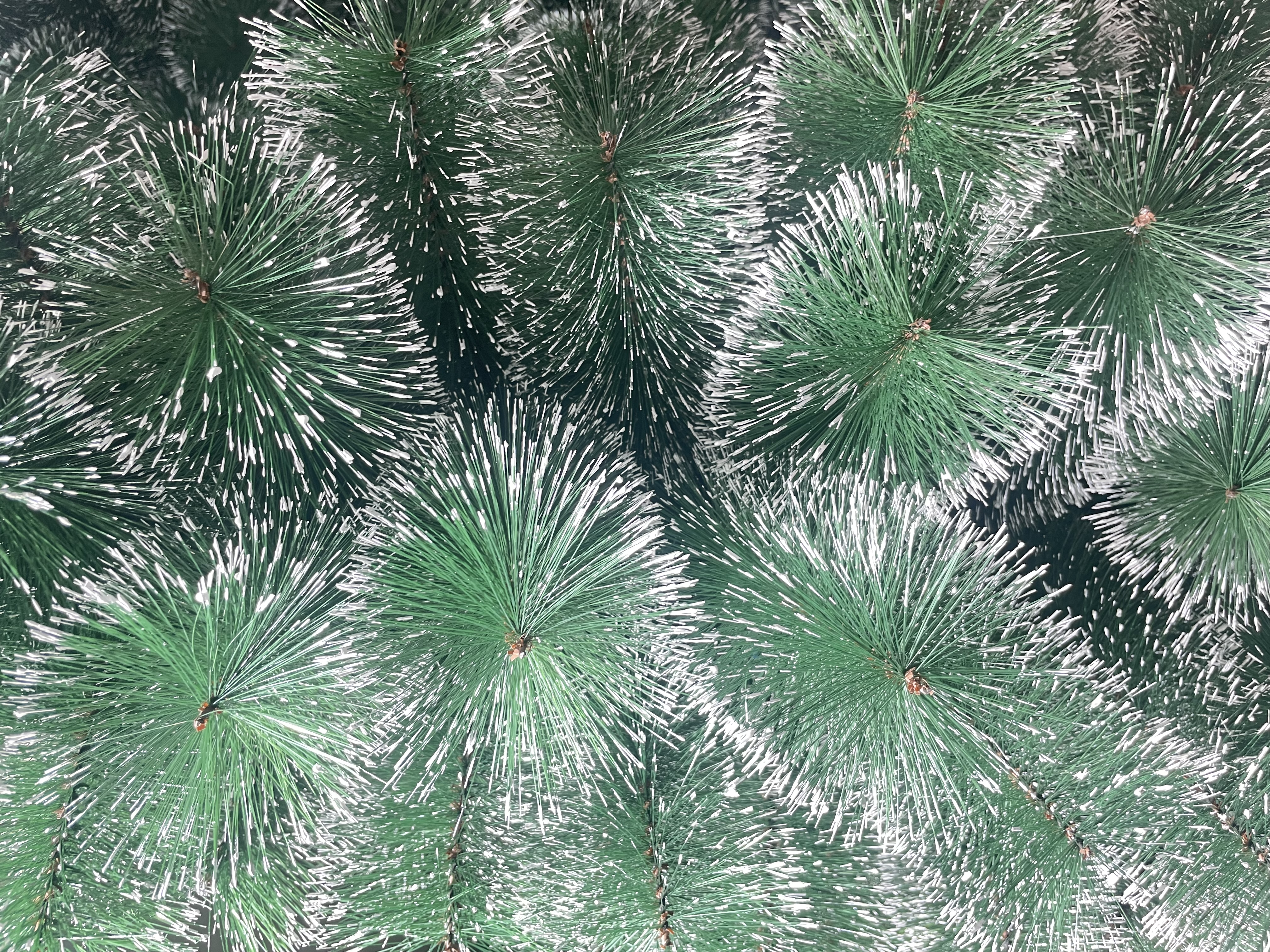 120CM 雪花松针
圣诞树松针圣诞树
圣诞节庆用品工艺品工艺品工艺品摆件白底实物图