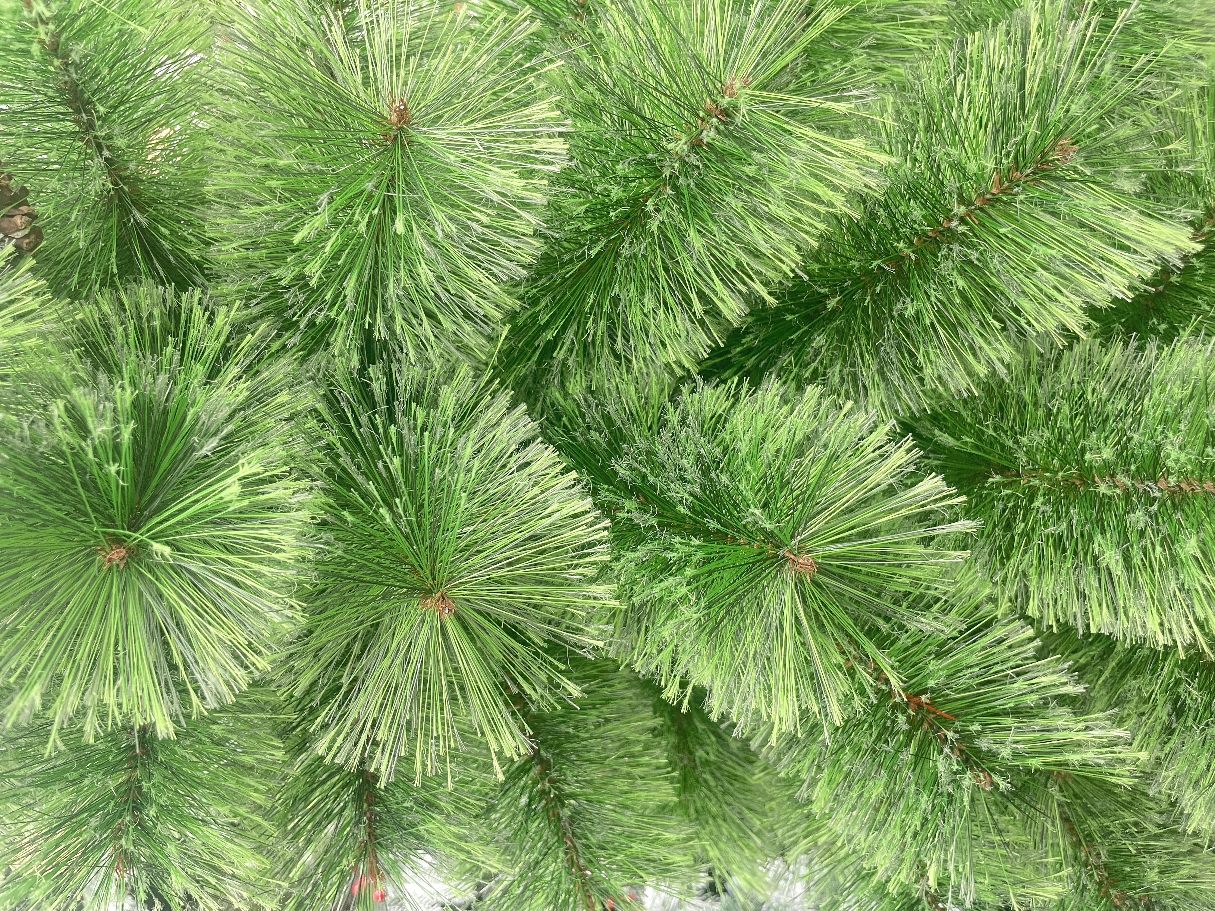 开花松针150cm圣诞树节日礼圣诞圣诞树PVC圣诞树细节图