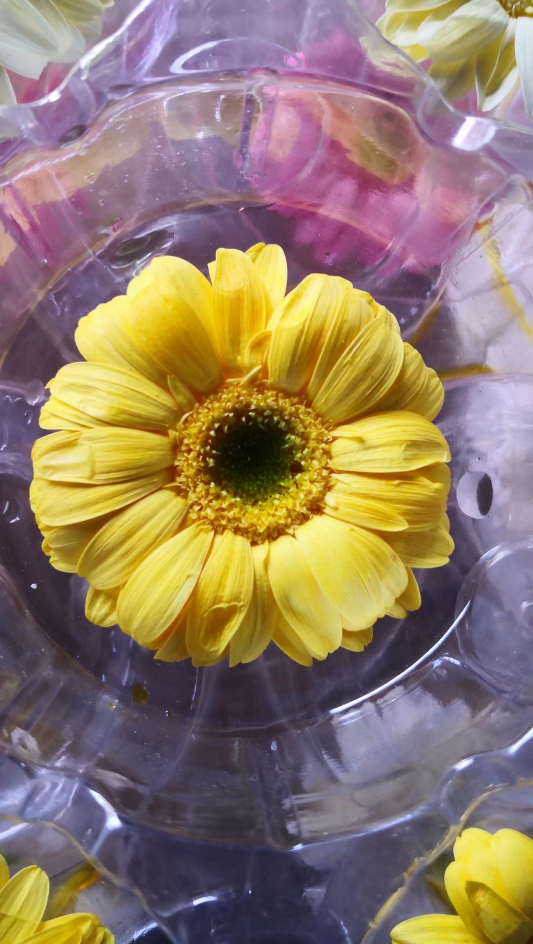 Gerbera daisies are eternal flowers details Picture