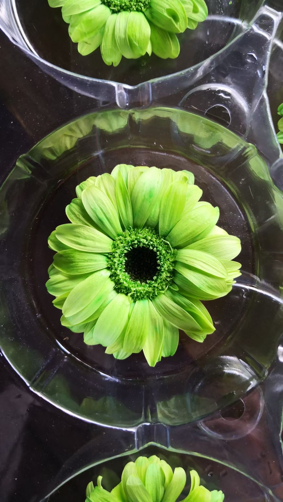 Gerbera daisies are eternal flowers Application Scenario