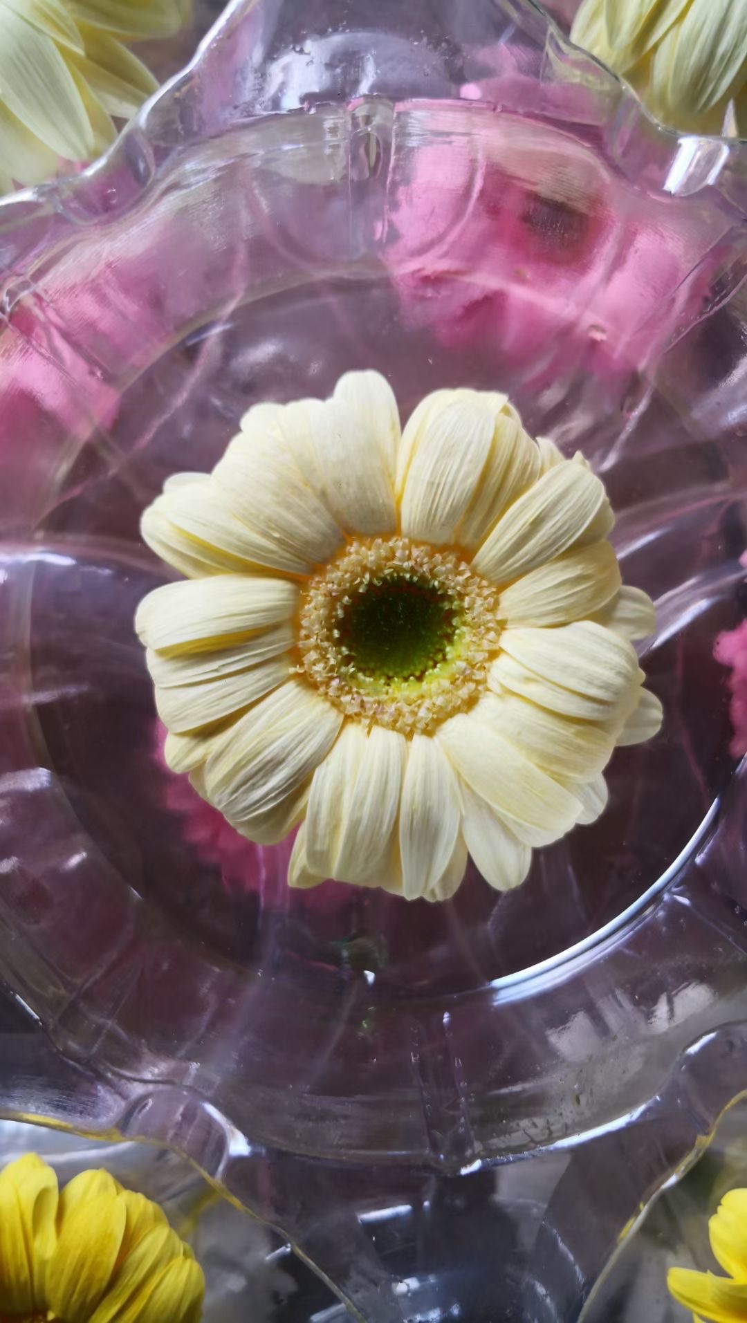 Gerbera daisies are eternal flowers Item Picture