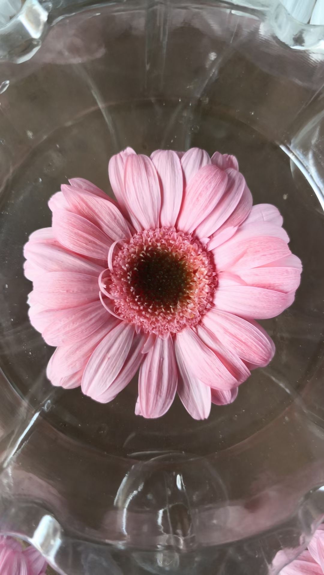 Gerbera daisies are eternal flowers Specification image