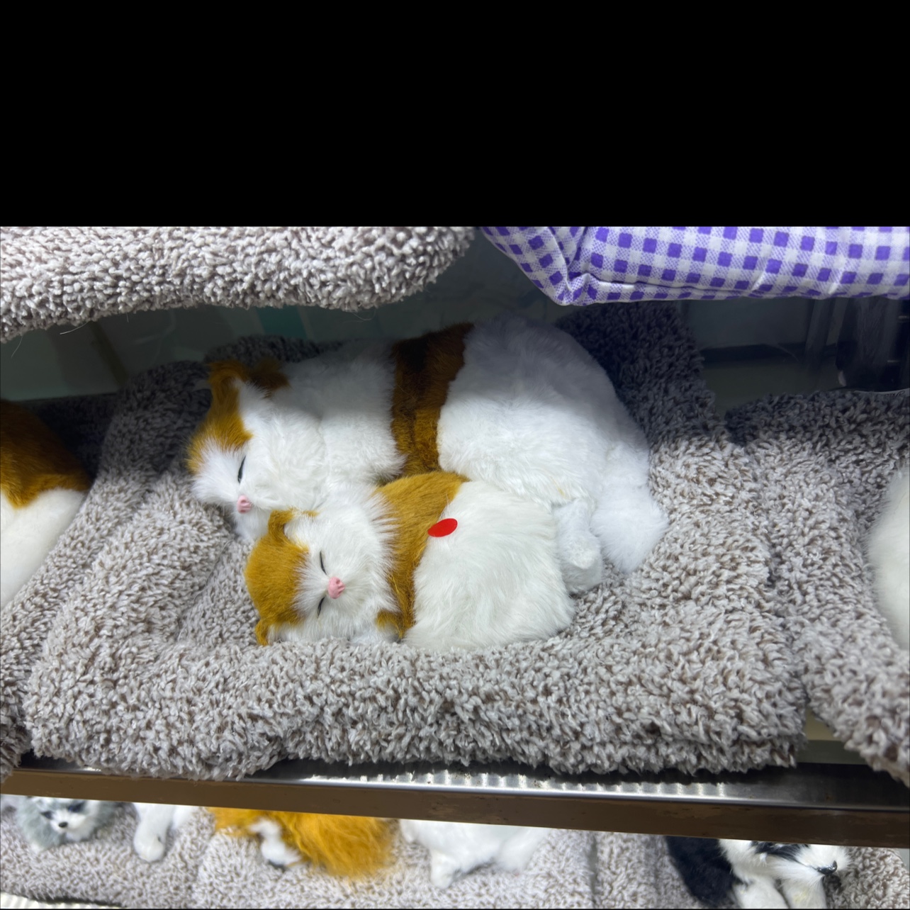 仿真动物真皮摆件布垫猫狗狗仿真动物真皮摆件布垫猫狗找黄牛仿真猫咪玩具竹炭猫狗圣诞鹿摄影骆驼马绵羊狮子老虎摆件大型标本定产品图