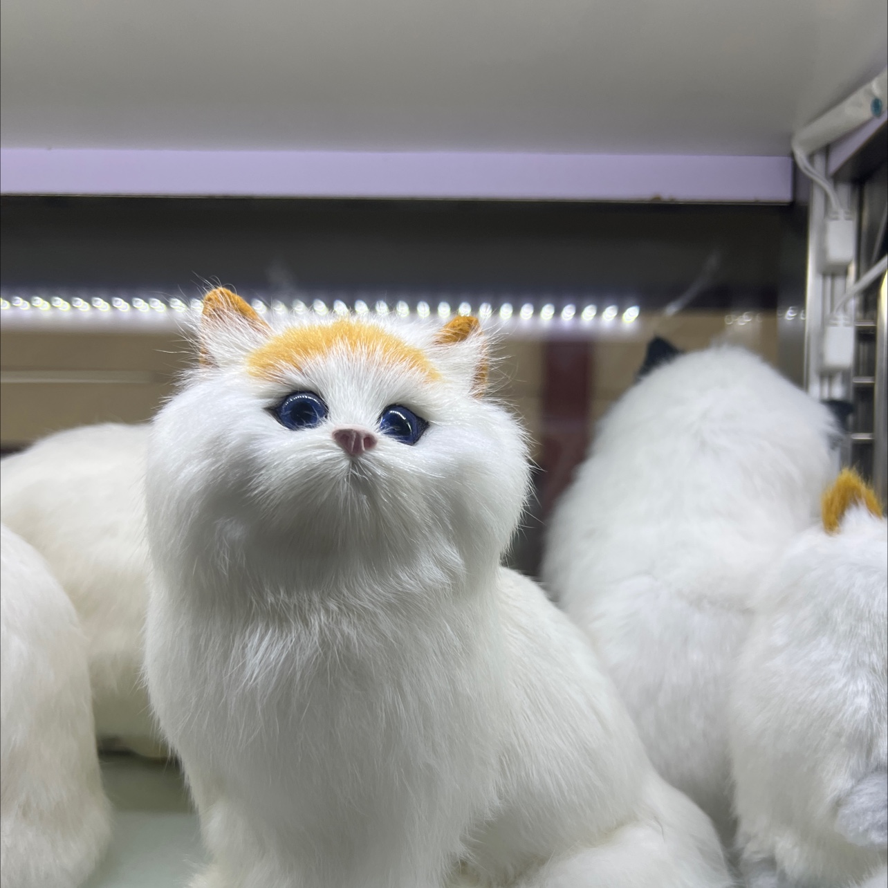 仿真动物真皮摆件布垫猫狗京巴狗仿真动物真皮摆件布垫猫狗找黄牛仿真猫咪玩具竹炭猫狗圣诞鹿摄影骆驼马绵羊狮子老虎摆件大型标本细节图