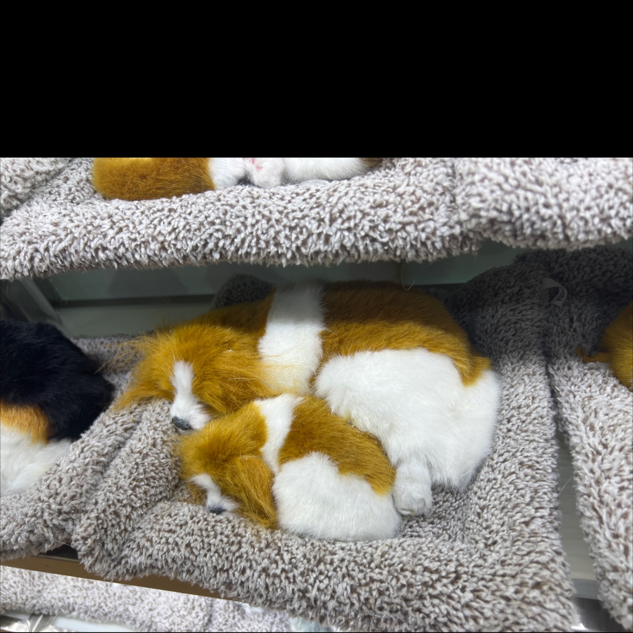 仿真动物真皮摆件布垫猫狗狗仿真动物真皮摆件布垫猫狗找黄牛仿真猫咪玩具竹炭猫狗圣诞鹿摄影骆驼马绵羊狮子老虎摆件大型标本定细节图