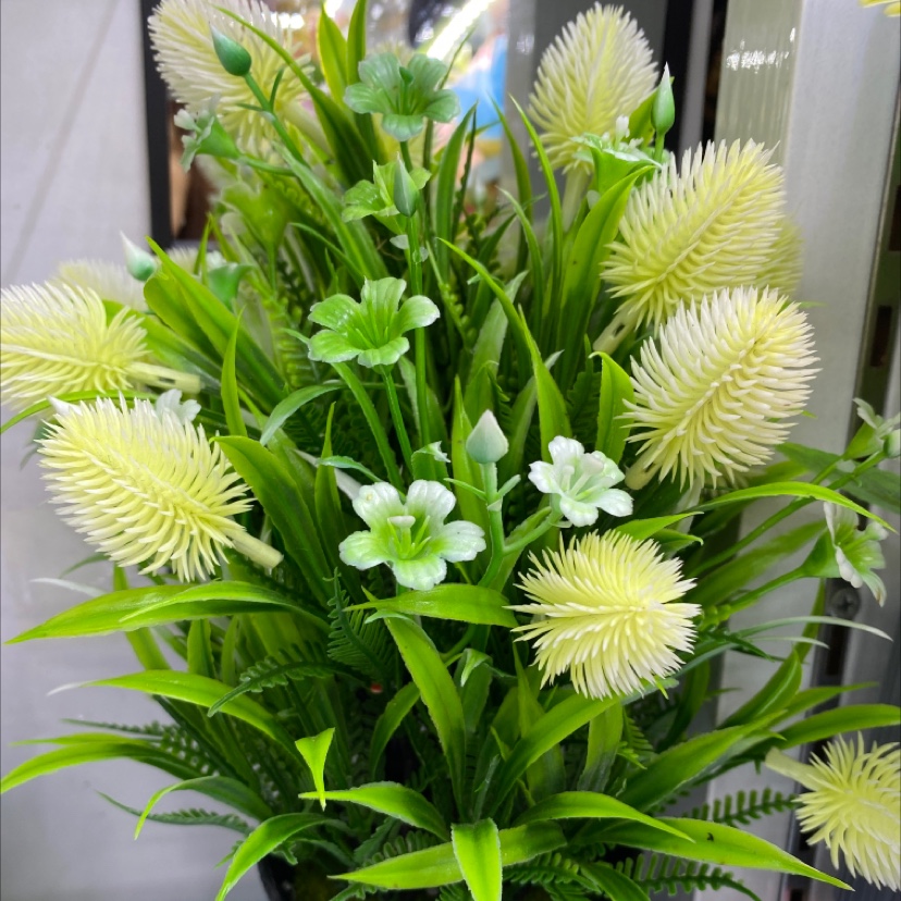 狗尾草