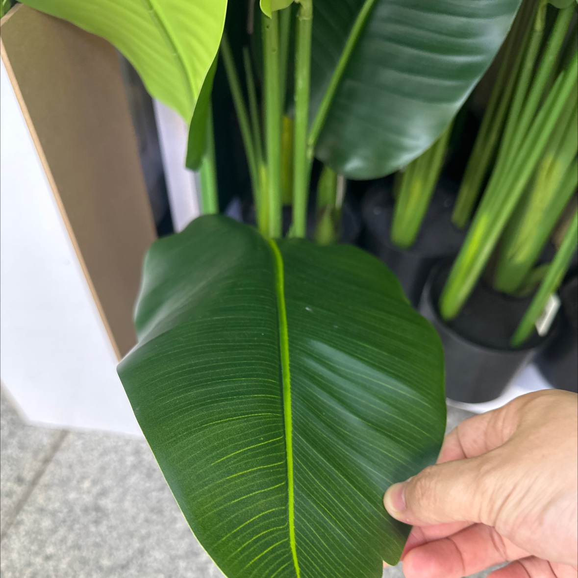 仿真花/假花仿真花/人造花/高考花束/仿真花硅胶细节图