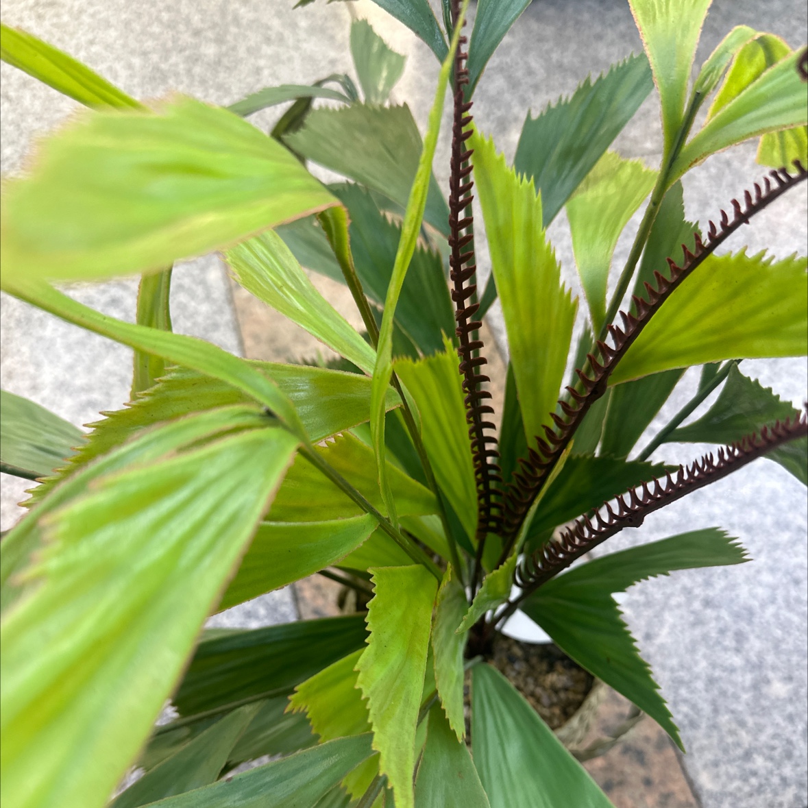 人造树/仿真植物/绿植摆件/仿真花/绿植产品图