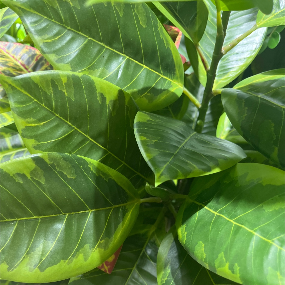 仿真绿植  植物墙 婚期 室外 植物墙DIY  北欧风格 质感超好产品图