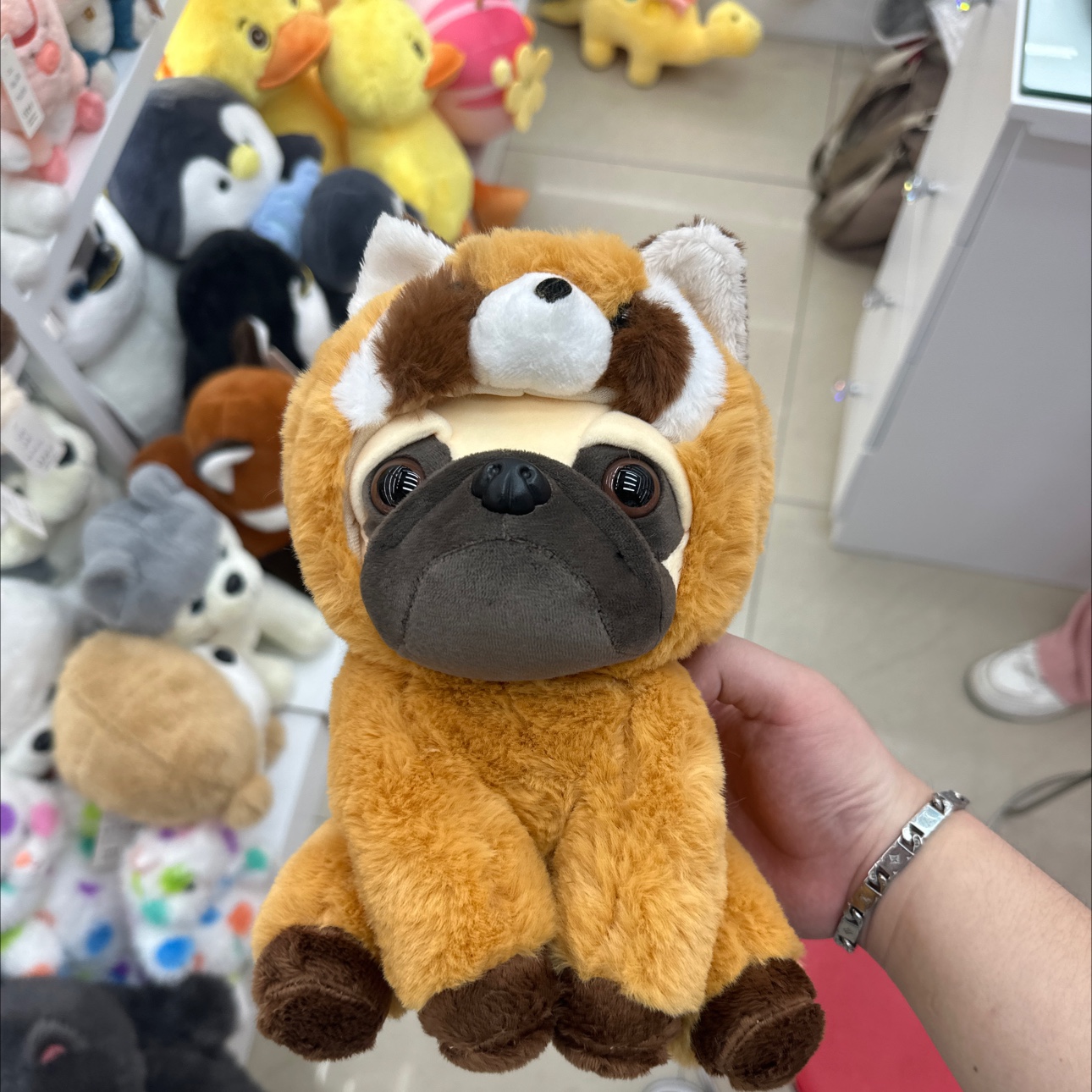 Shapi dog