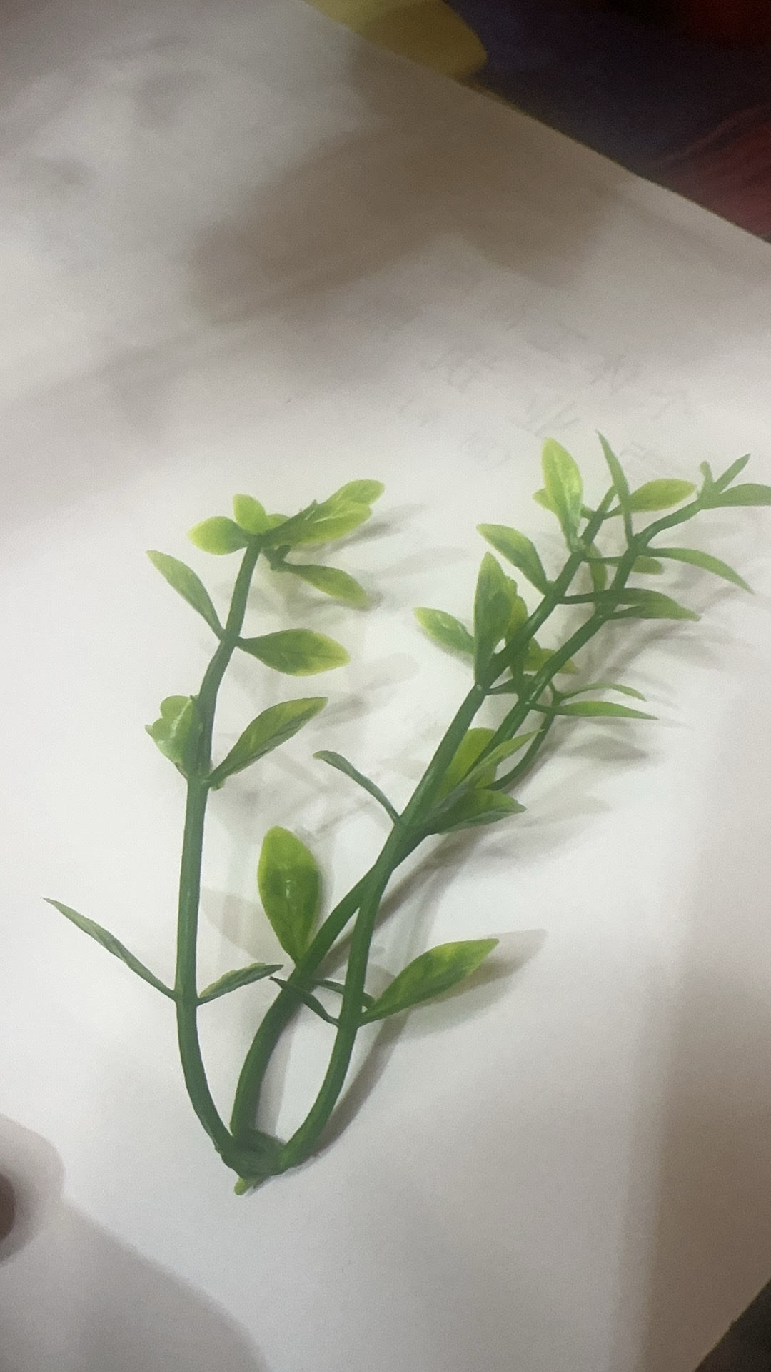 有加利个y春芳健康广丰v产品图