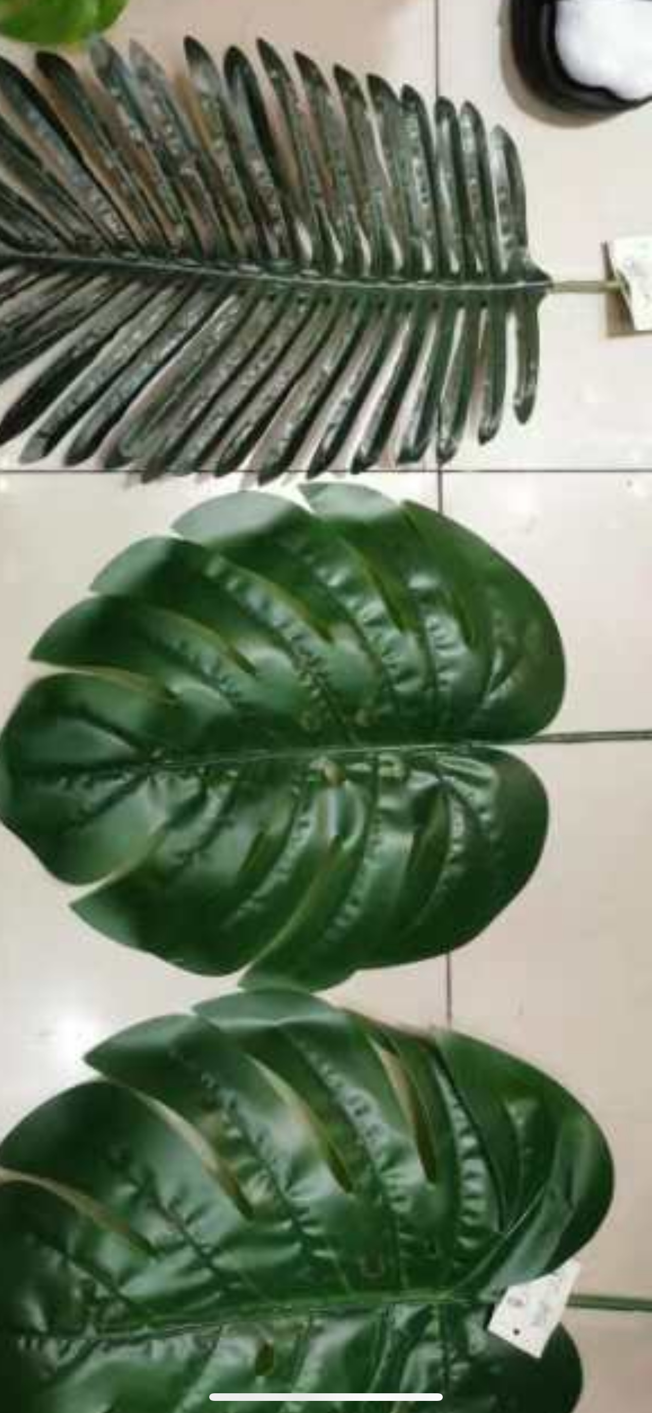 有加利个y春芳健康广丰v细节图