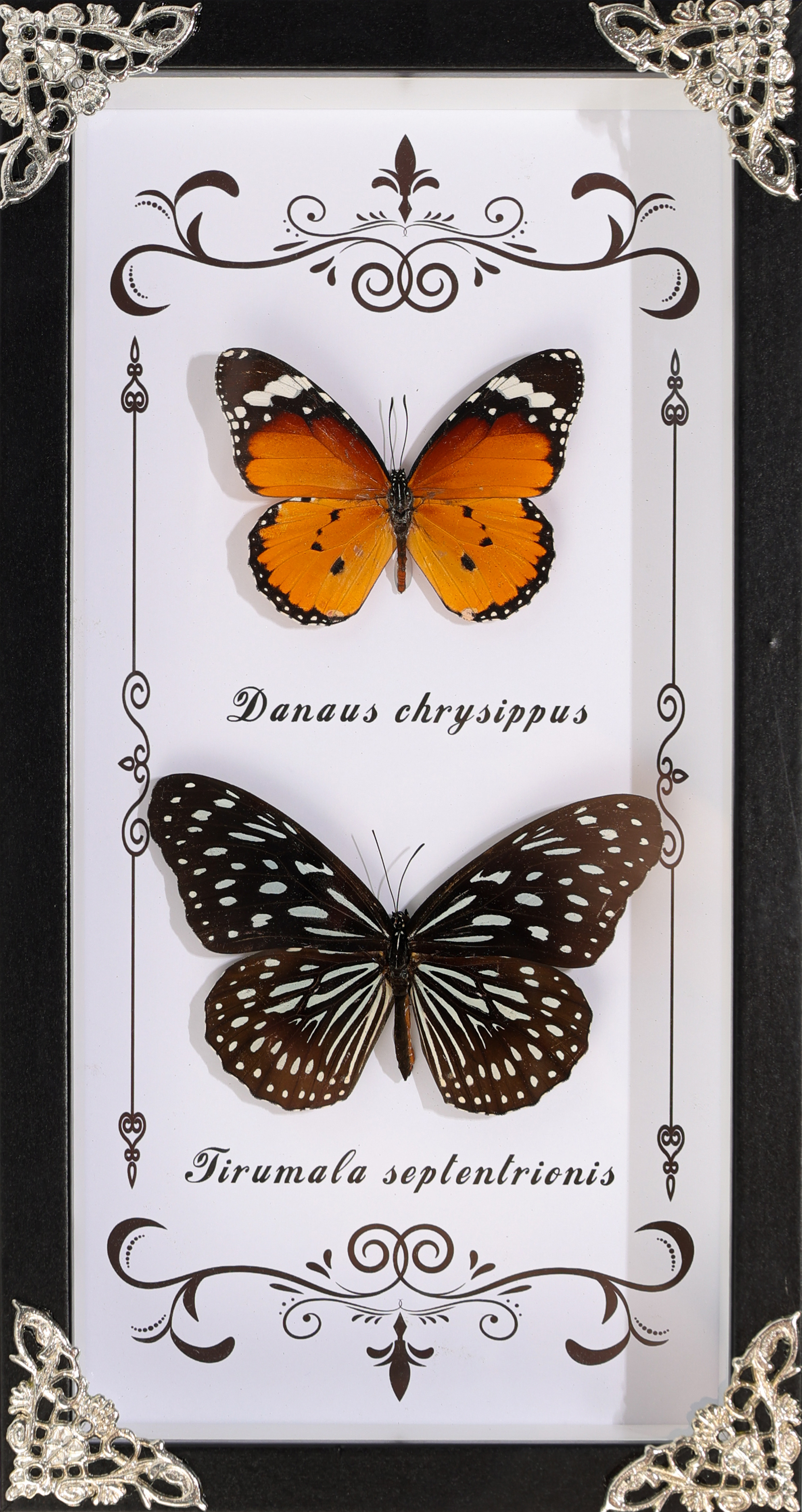 蝴蝶标本展示相框 画框设计独特 蝴蝶相框装饰艺术品收藏展示相框画框蝴蝶标本详情图1