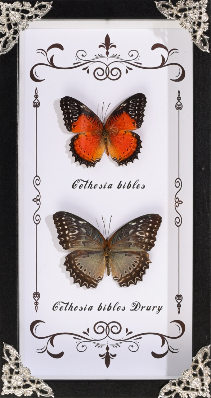 蝴蝶标本展示相框 画框设计独特 蝴蝶相框装饰艺术品收藏展示相框画框蝴蝶标本详情图3