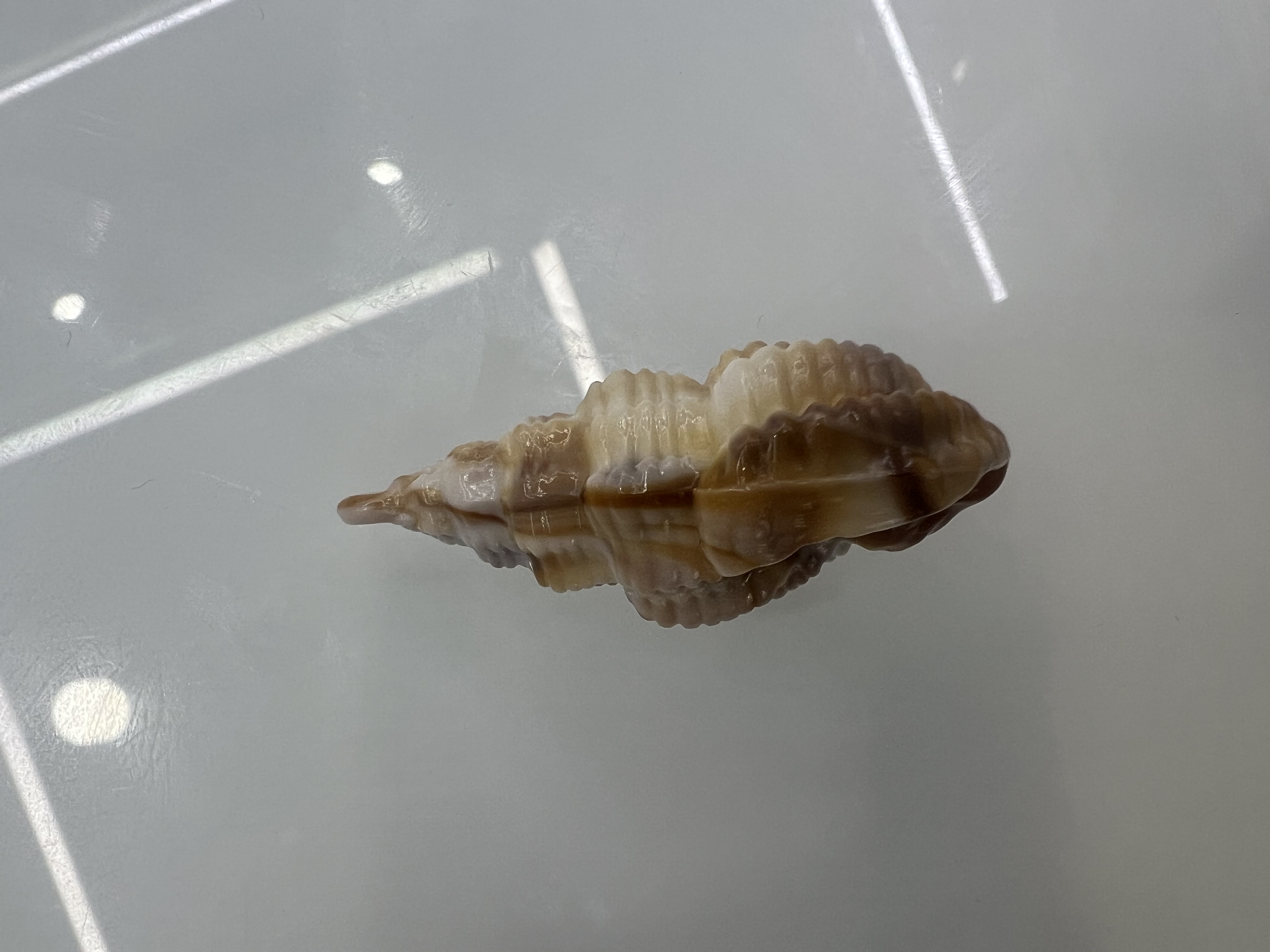 亚克力贝壳本品材质 电镀激光工艺 窗帘挂件汽车挂件 项链手链鞋花用途广泛 仿贝壳吊坠 精美钥匙扣手链项链挂件详情图7