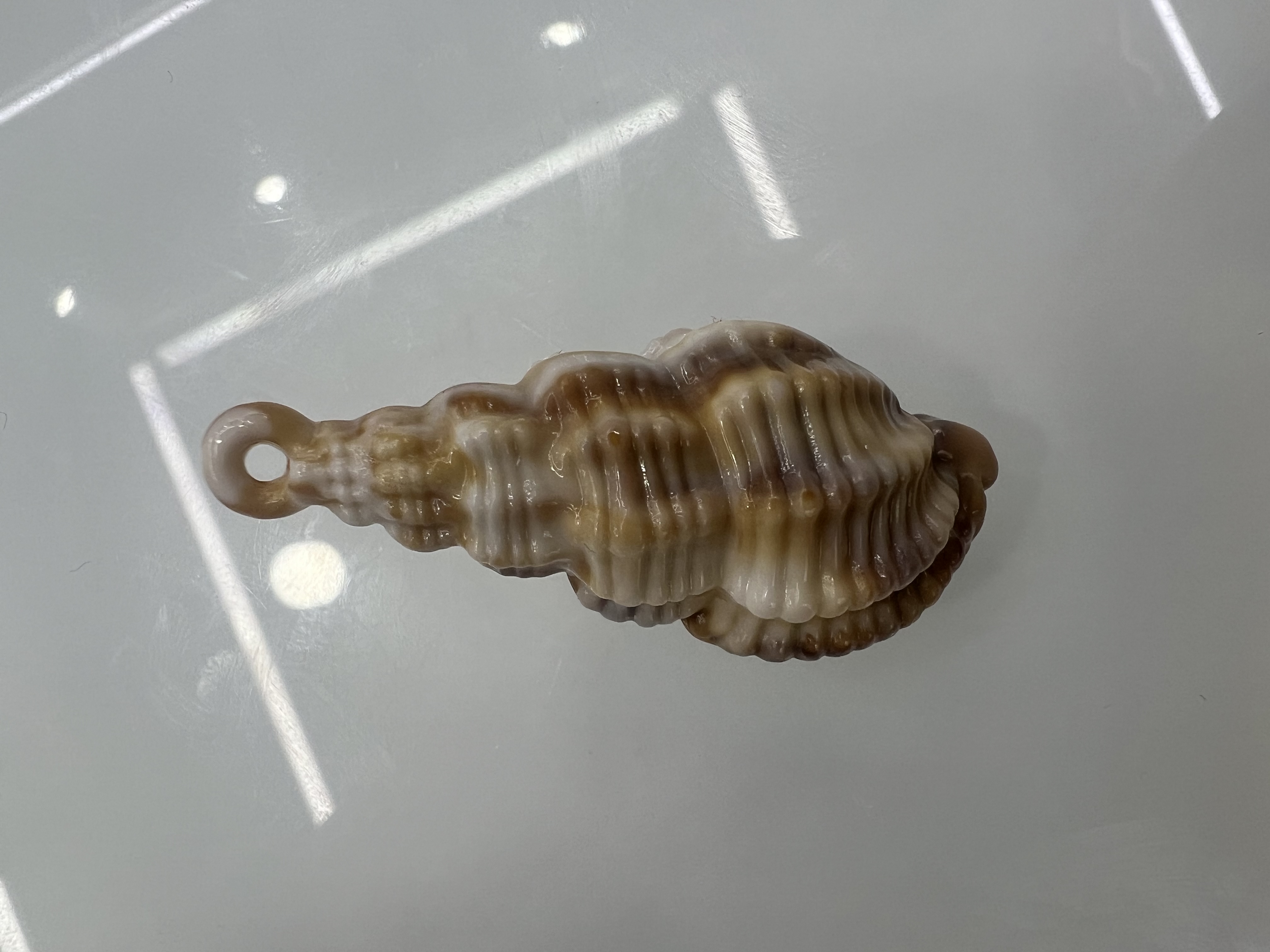 亚克力贝壳本品材质 电镀激光工艺 窗帘挂件汽车挂件 项链手链鞋花用途广泛 仿贝壳吊坠 精美钥匙扣手链项链挂件详情图9