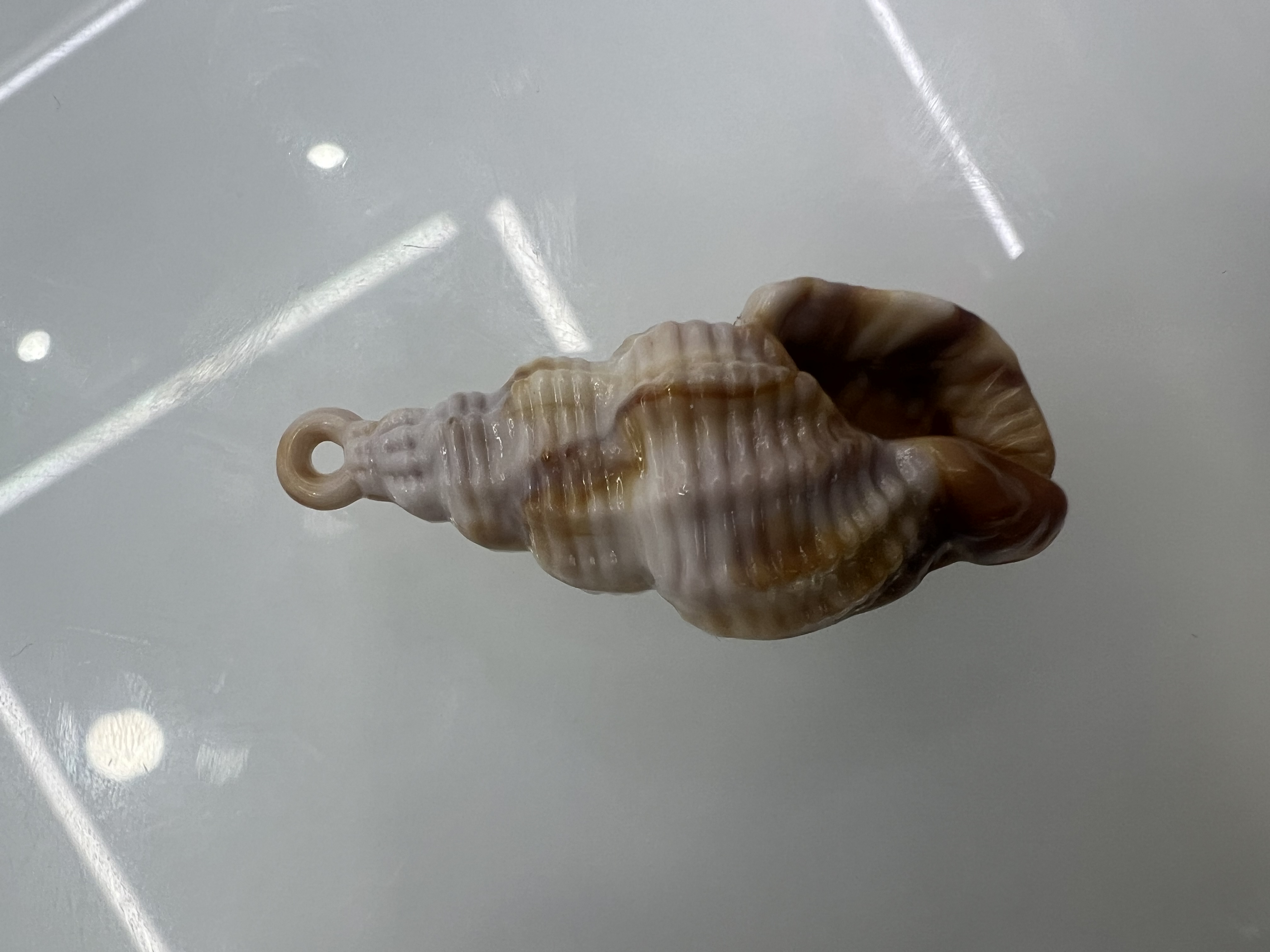 亚克力贝壳本品材质 电镀激光工艺 窗帘挂件汽车挂件 项链手链鞋花用途广泛 仿贝壳吊坠 精美钥匙扣手链项链挂件详情图8