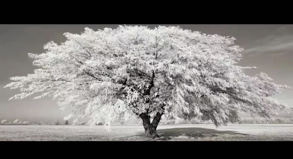 秘密花园油画 手绘画艺术品 壁画挂画家居装饰画 美感独特风格