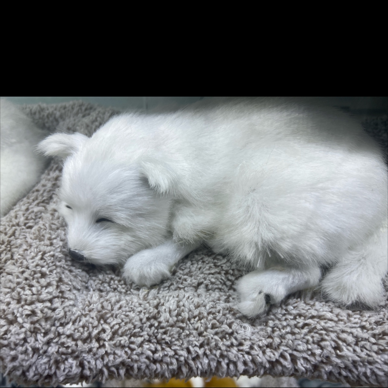 动物猫仿真猫咪树脂玩具摆件 竹炭狗汽车用品 车内装饰品汽车仿真猫 清新空气除味汽车仿真猫仿真猫咪竹炭狗汽车用品仿真猫咪