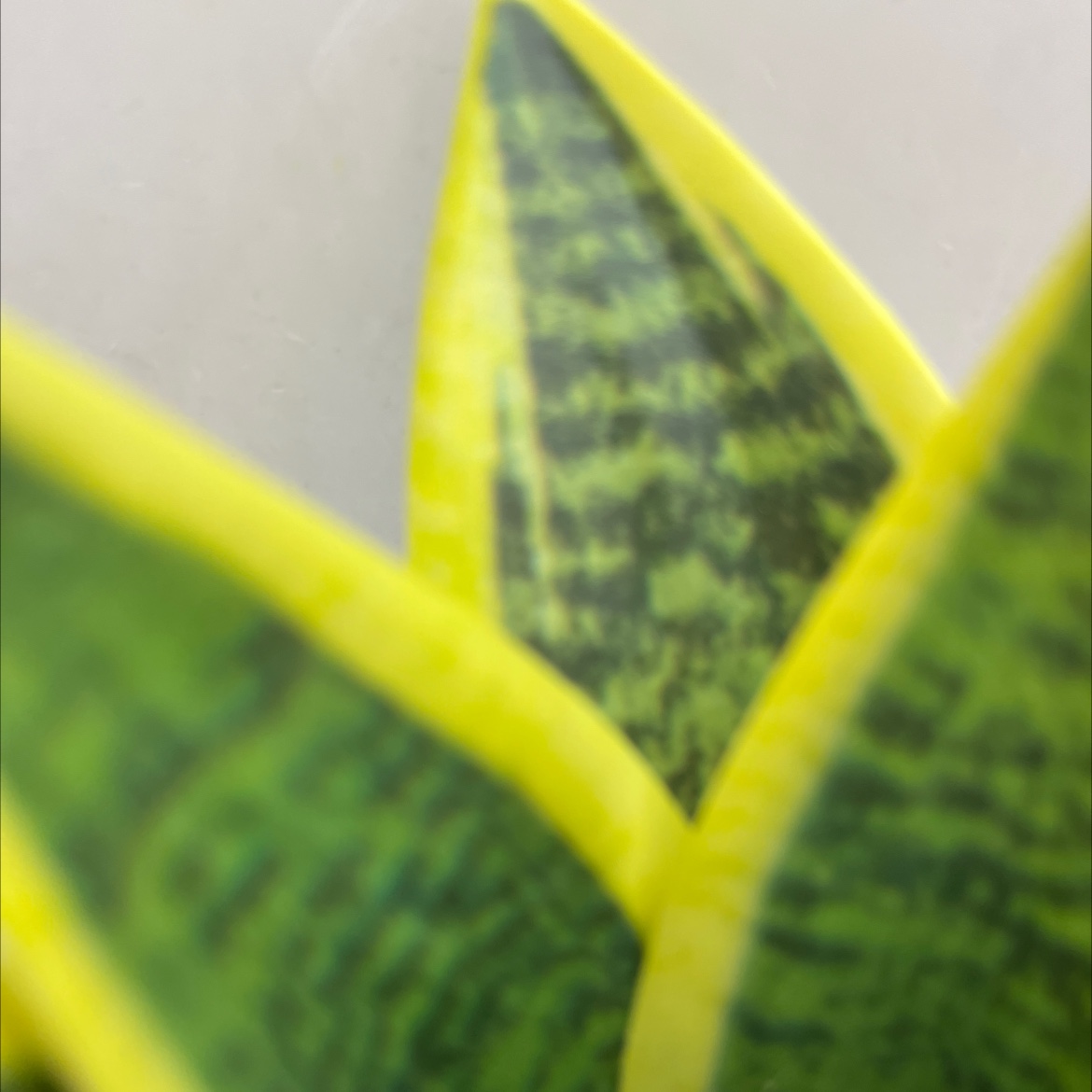 仿真花假花坊真木棍珊栏玉兰花仿真仿真松塔草马蹄莲仿真花详情6