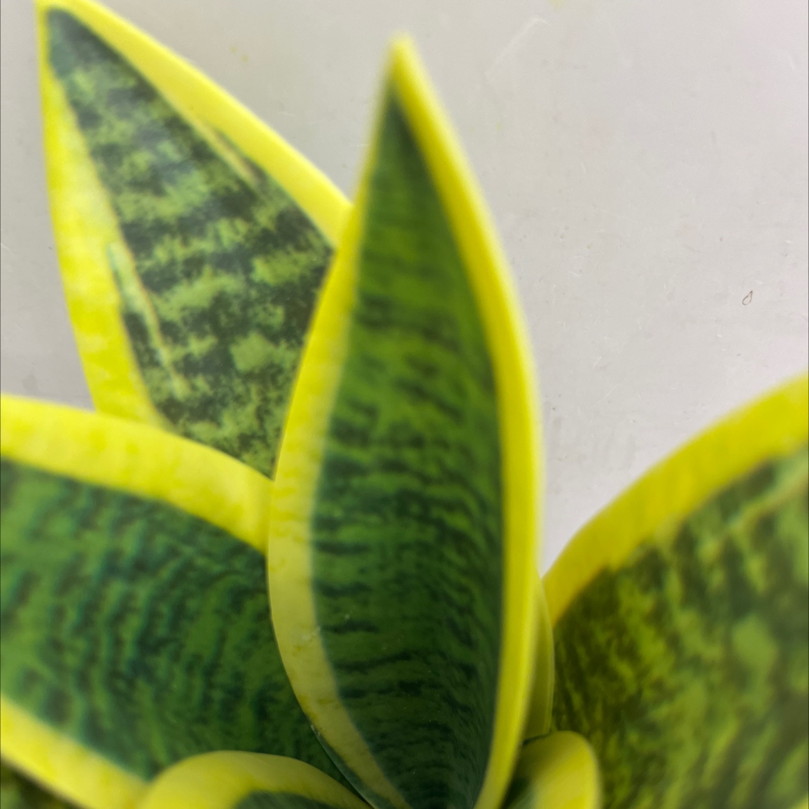 仿真花假花坊真木棍珊栏玉兰花仿真仿真松塔草马蹄莲仿真花详情8