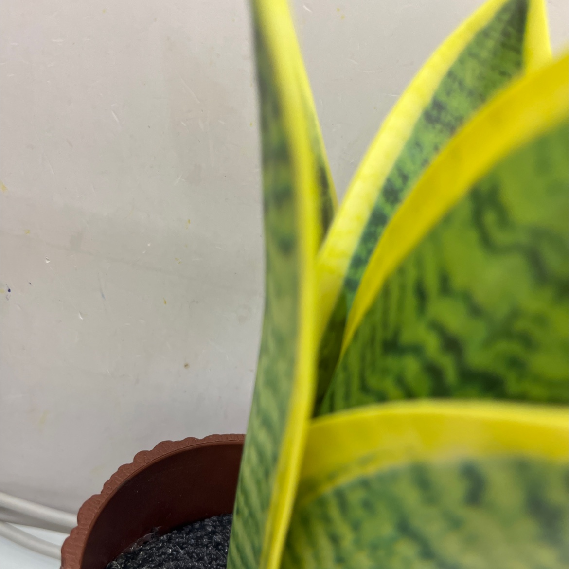 仿真花假花坊真木棍珊栏玉兰花仿真仿真松塔草马蹄莲仿真花详情11