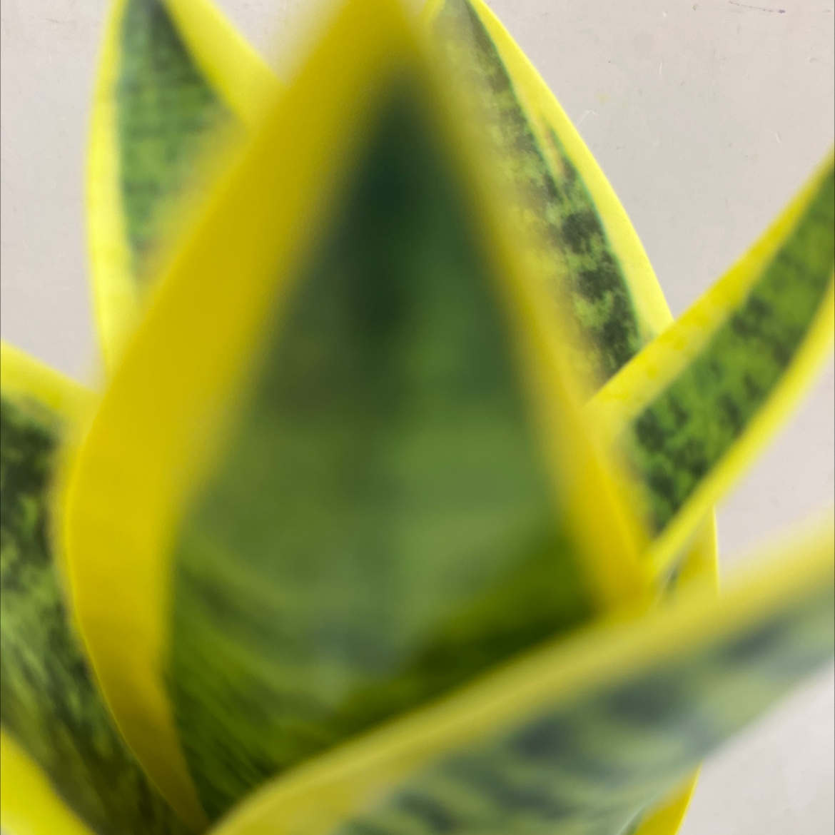 仿真花假花坊真木棍珊栏玉兰花仿真仿真松塔草马蹄莲仿真花详情12