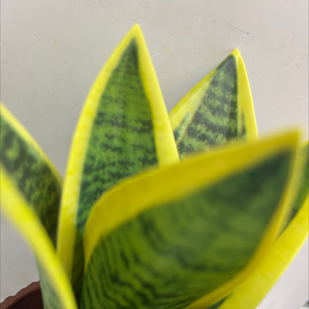 仿真植物实物图