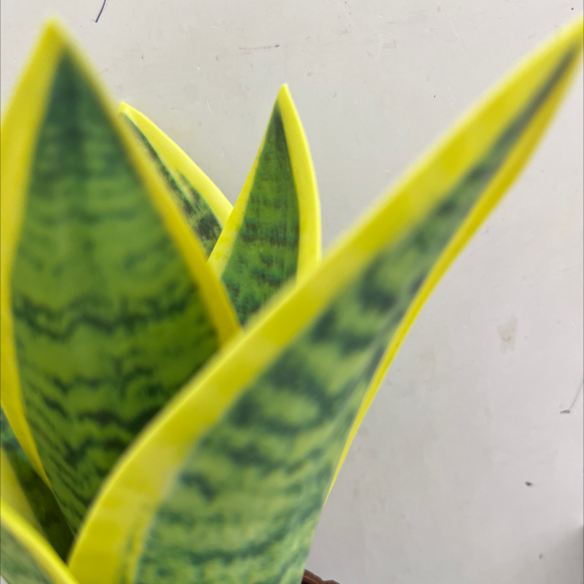 仿真花假花坊真木棍珊栏玉兰花仿真仿真松塔草马蹄莲仿真花详情3