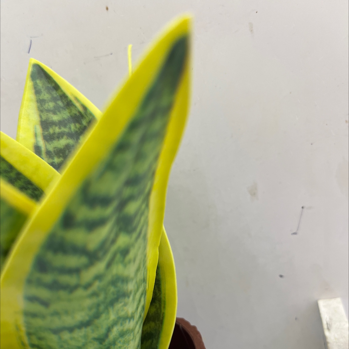 坊真木棍珊栏/玉兰花仿真/仿真松塔草/马蹄莲仿真花/苔藓细节图