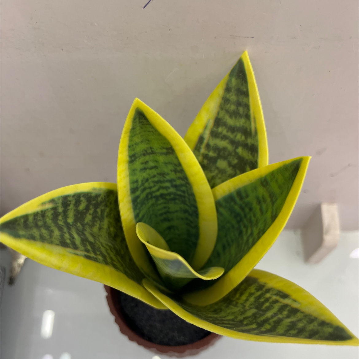 坊真木棍珊栏/玉兰花仿真/仿真松塔草/马蹄莲仿真花/苔藓白底实物图