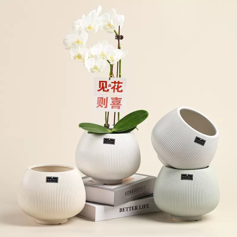 中温陶瓷蝴蝶兰盆栽花器
