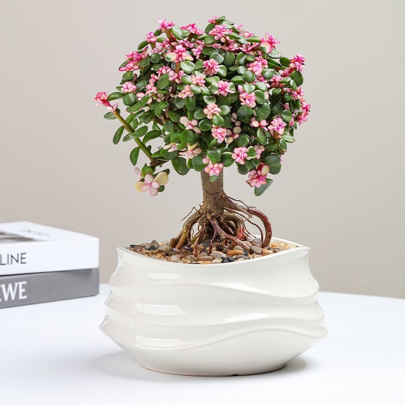 凯妍陶瓷艺术花盆，蝴蝶兰花盆栽，家居装饰品盆栽详情3