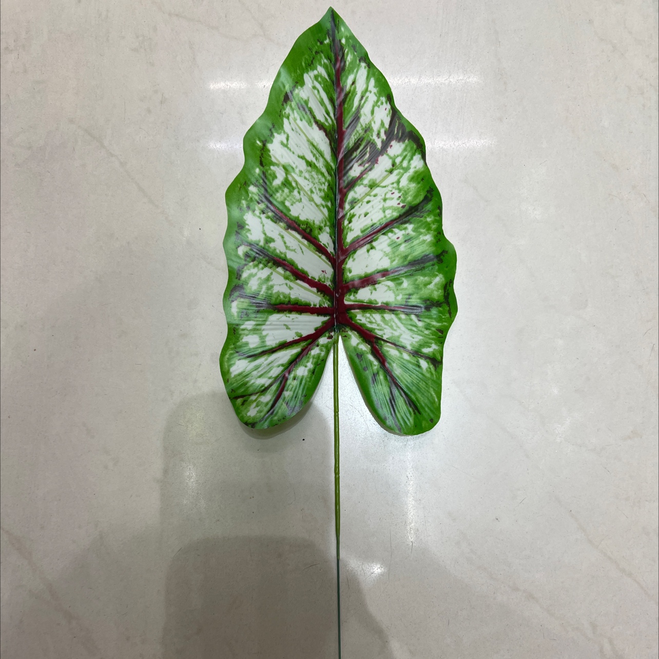 小号的铁丝的彩虹叶绿色，浅色的，叶片是胶布的产品图