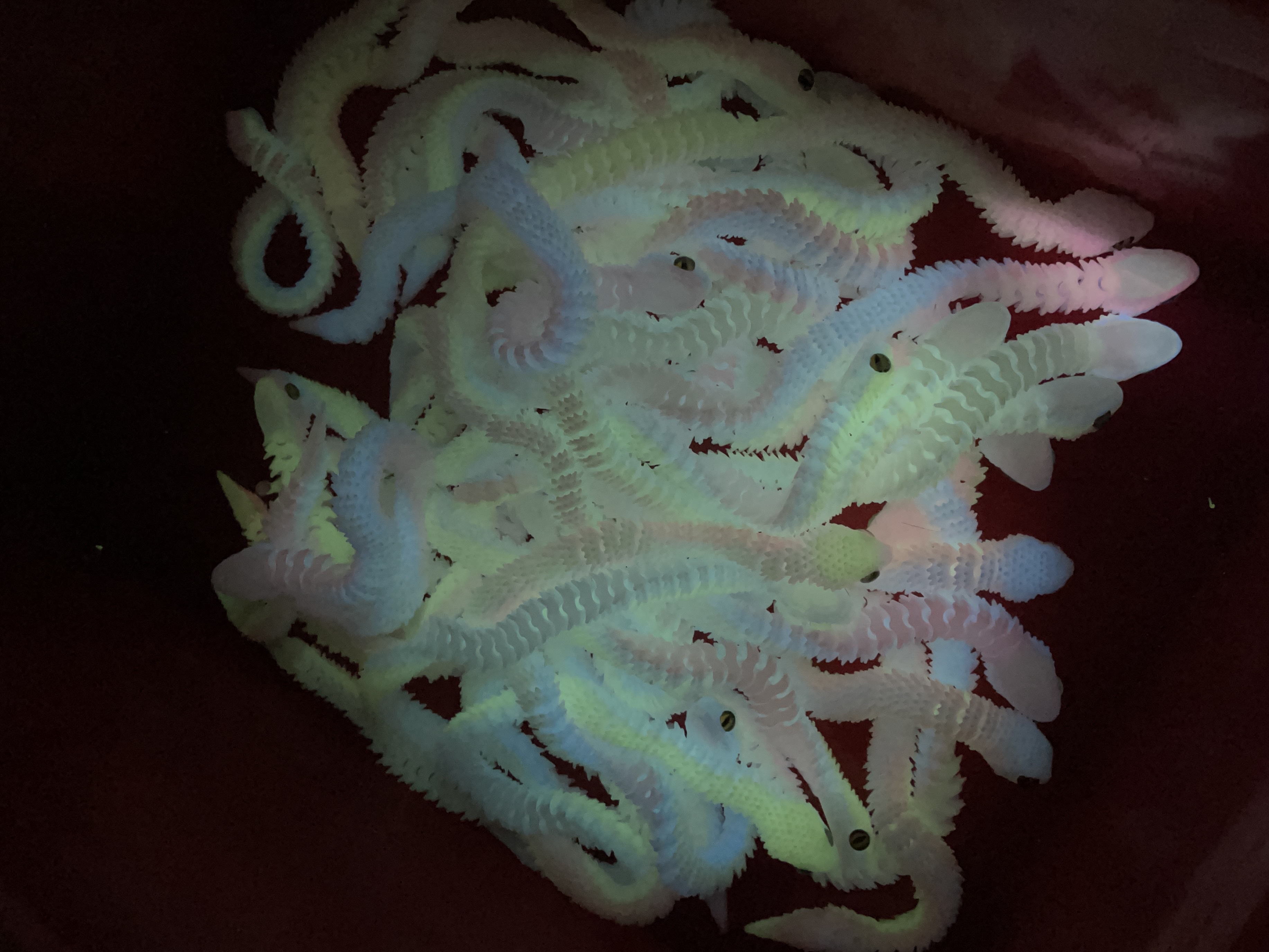 3Ｄ打印3D打印玩具3d打印龙摆件跨境爆款龙蛋中国龙玩具工艺品摆摊批发创意手办礼品白底实物图