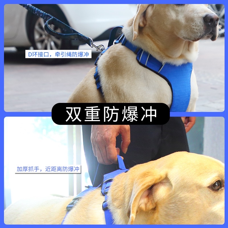 宠物项圈实物图