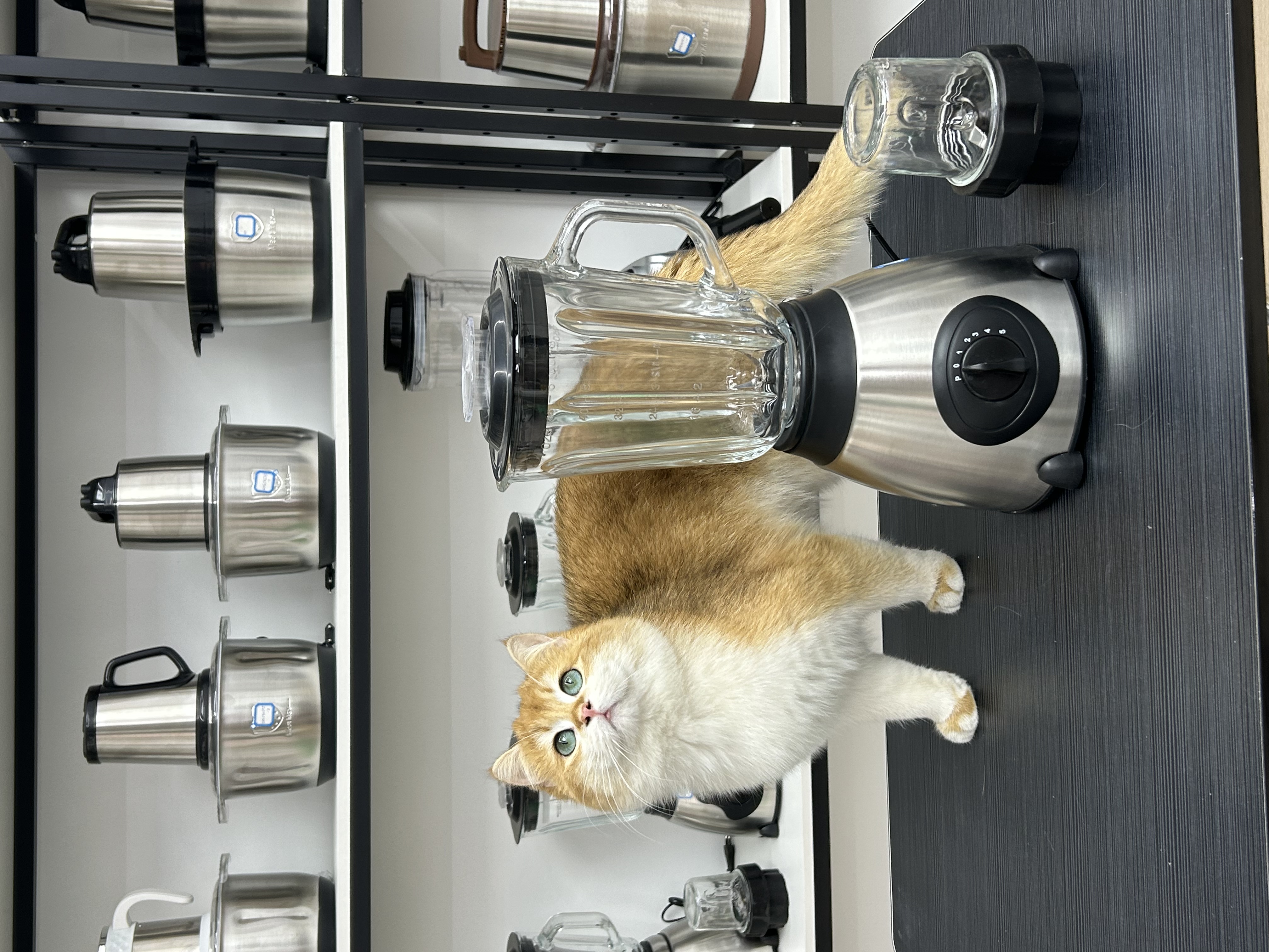 Y66破壁机果汁机家用小电器健康饮品神器