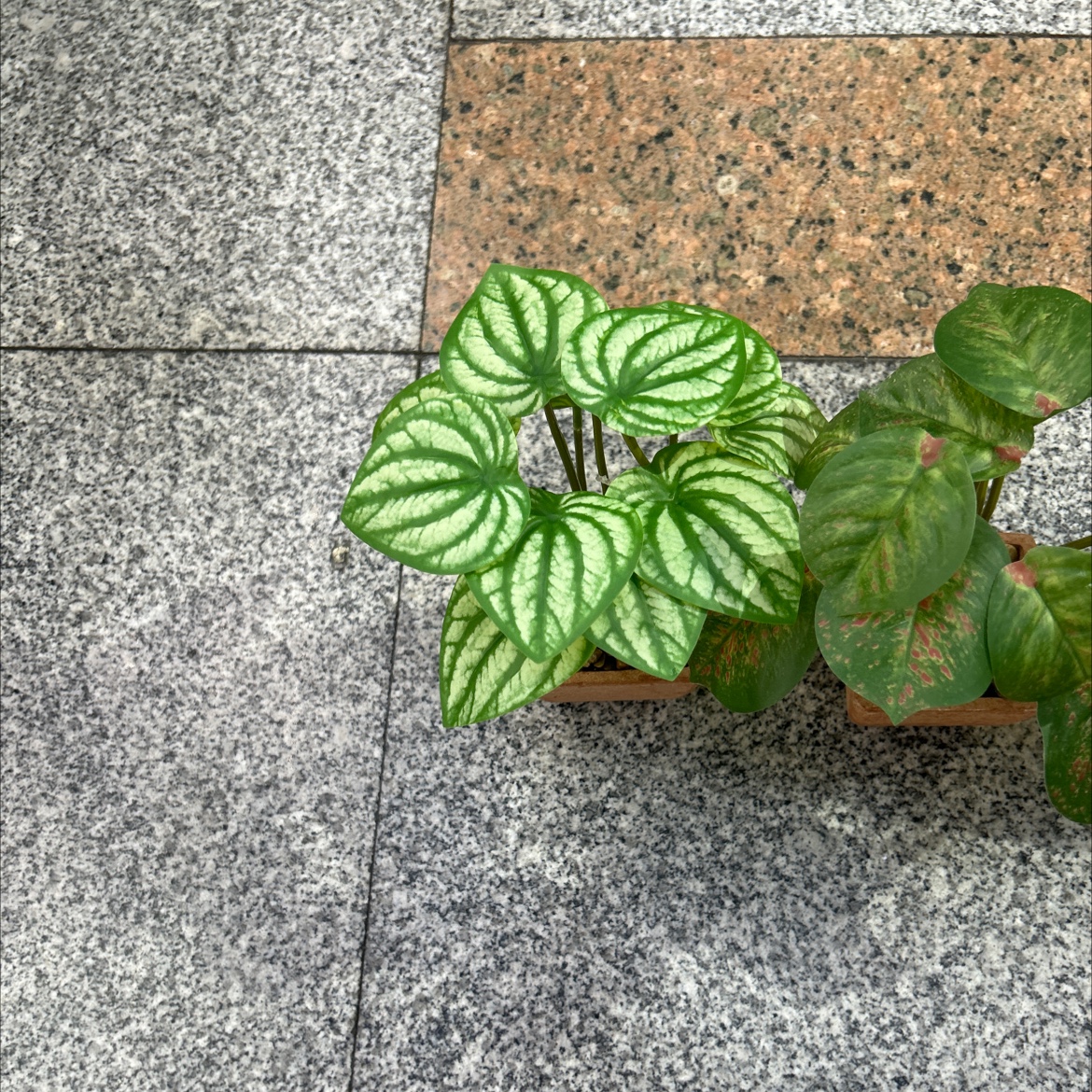 Three-color artificial plant bonsai detail image 2