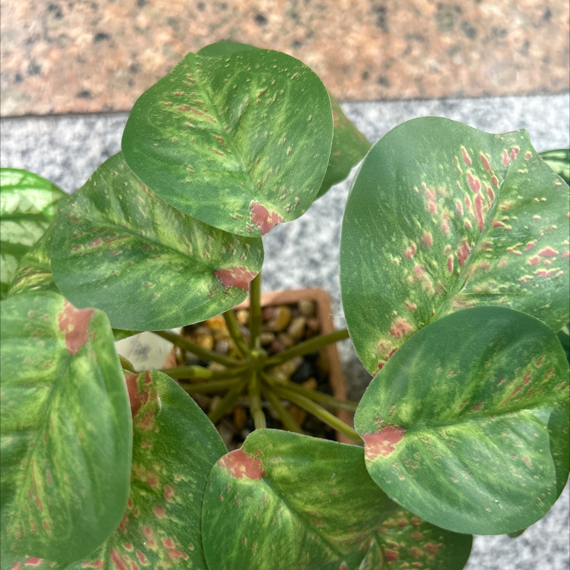 Three-color artificial plant bonsai Specification image