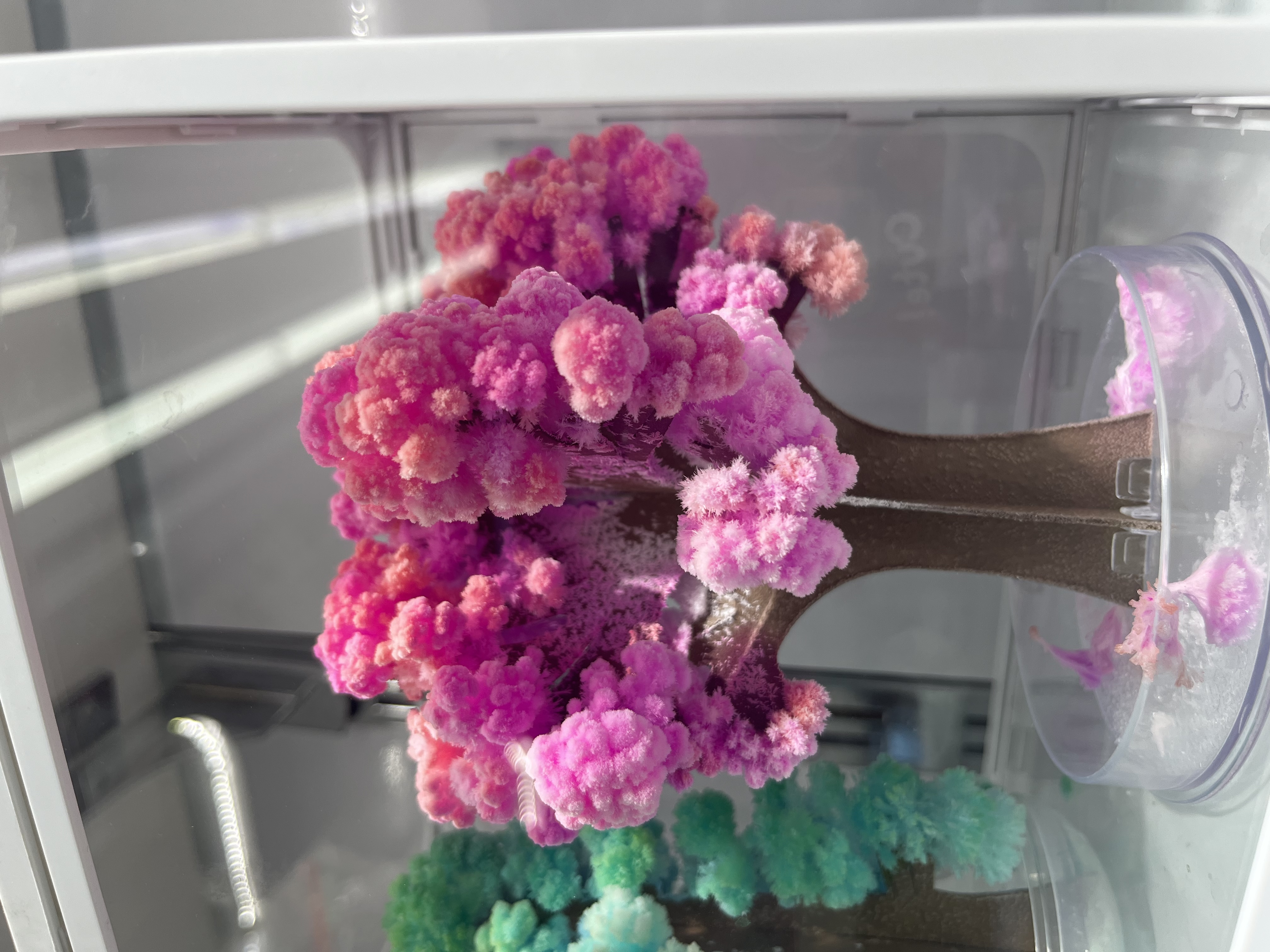 Paper tree blooming magic Christmas tree Watering blooming Magical science experiment toy Christmas Festival gift Specification image