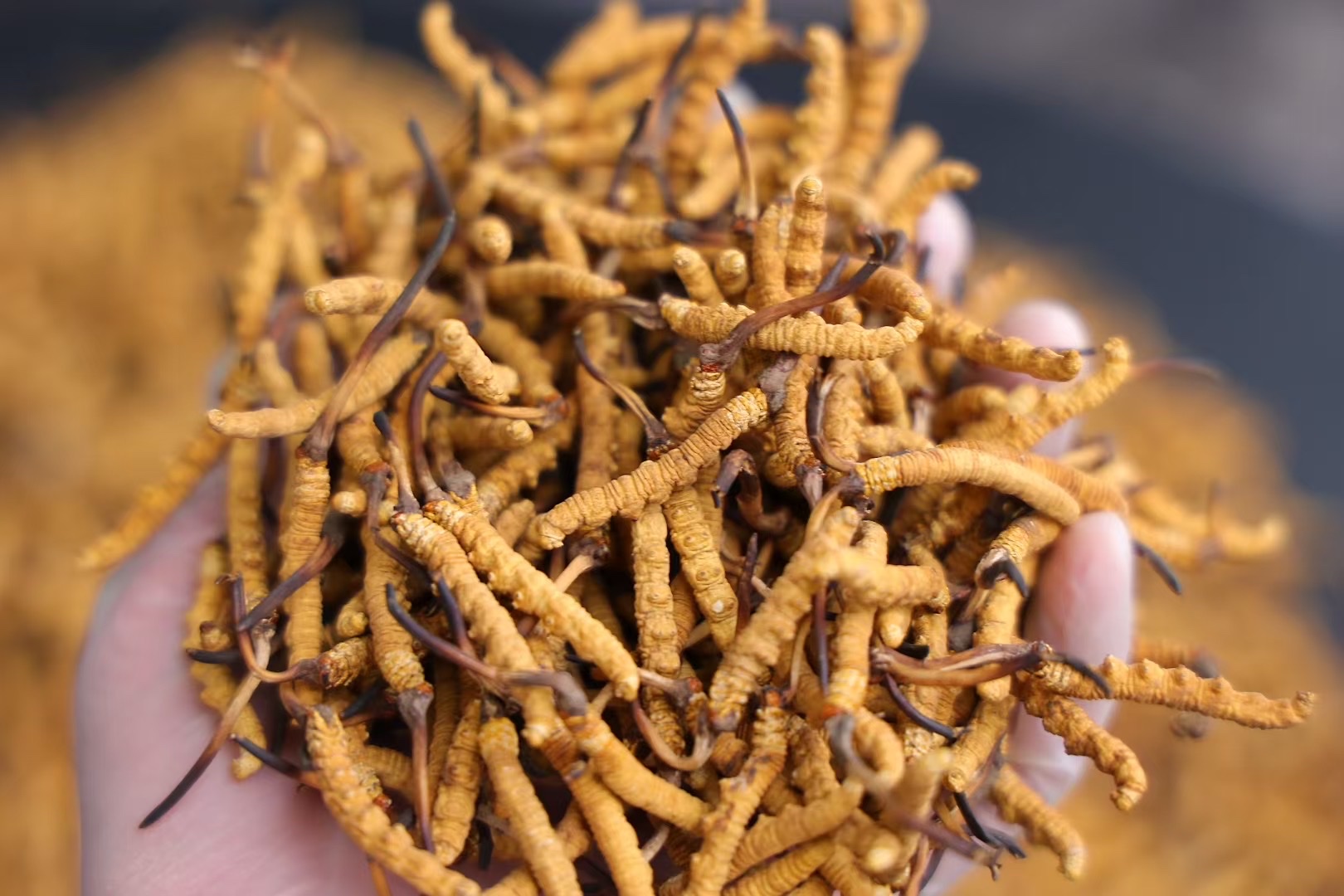 原桩-那曲 精品冬虫夏草3000条