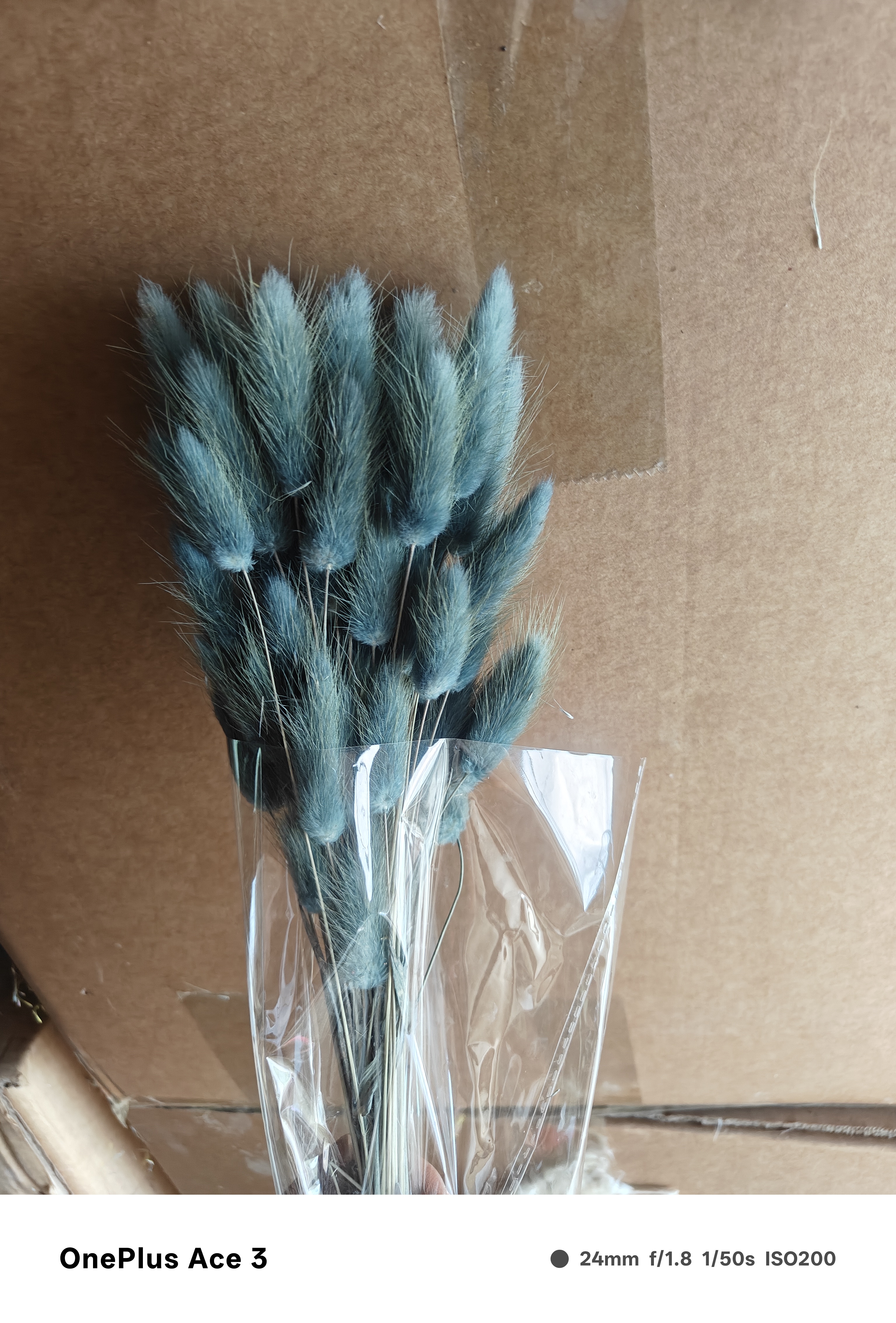 Dried rabbit tail grass