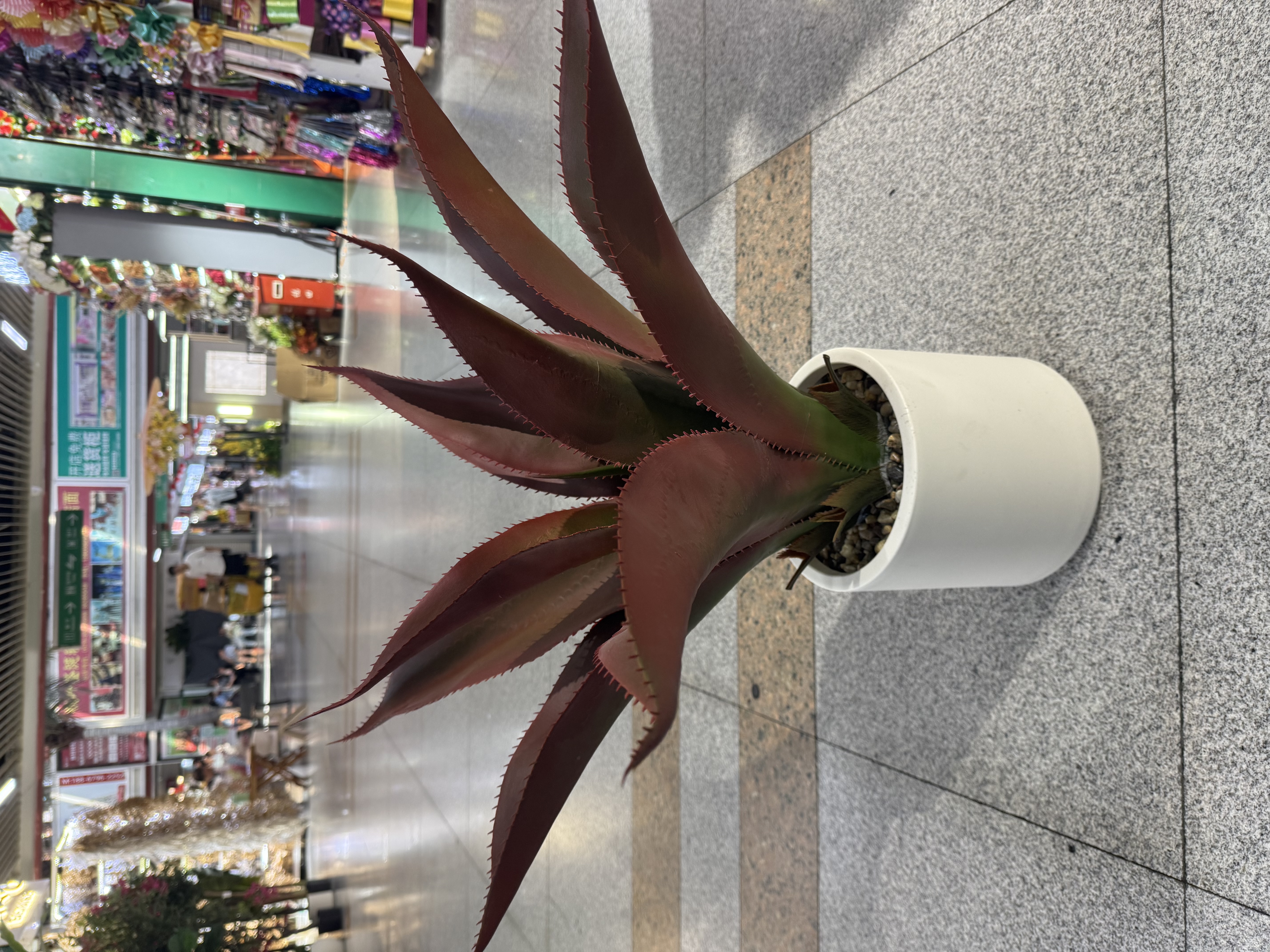 高仿真加密剑麻 芦荟 大自然绿色 ，魅力红 
Arifical plants and trees 白底实物图