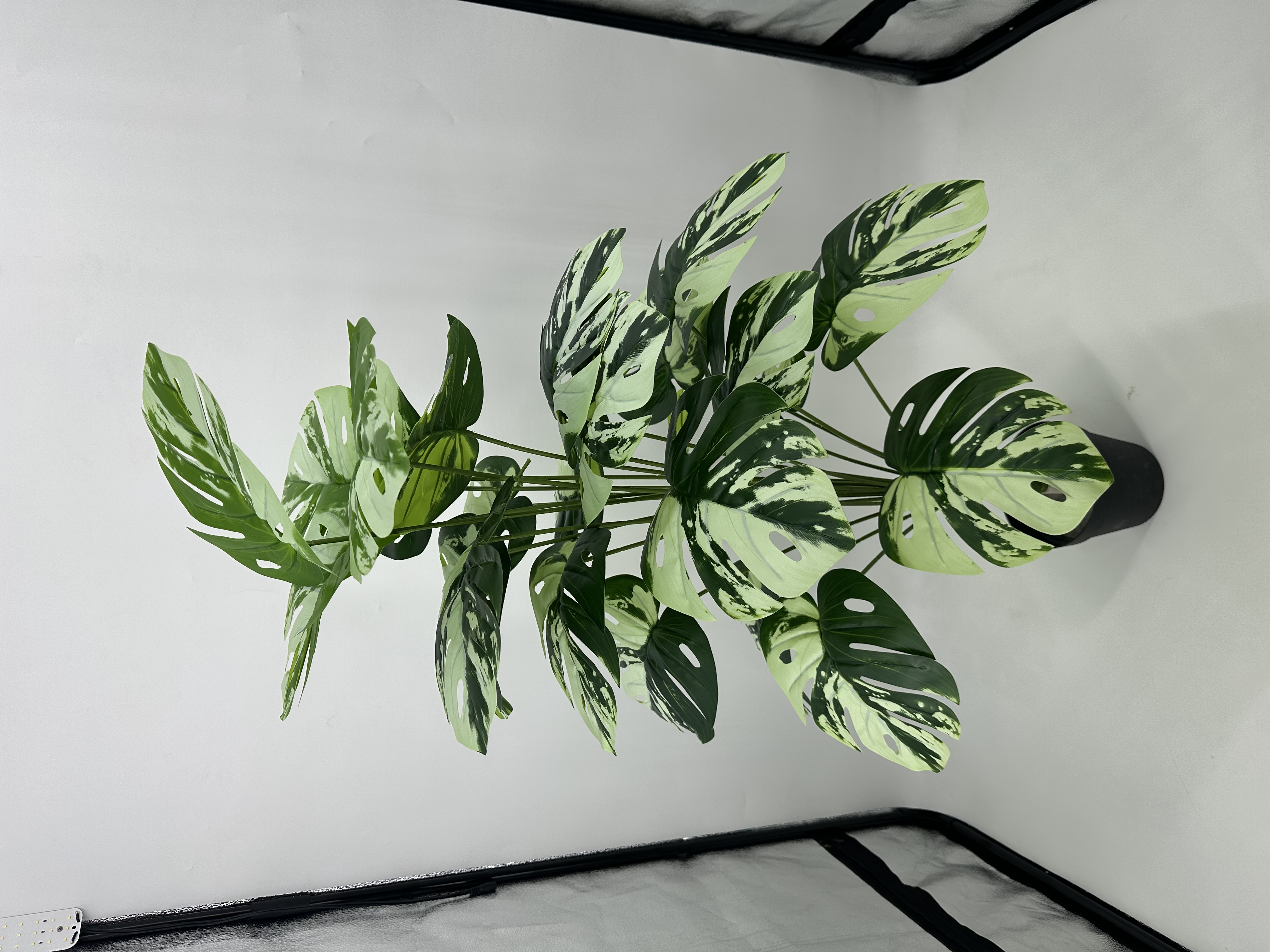 18头龟背叶24头龟背叶36头龟背叶