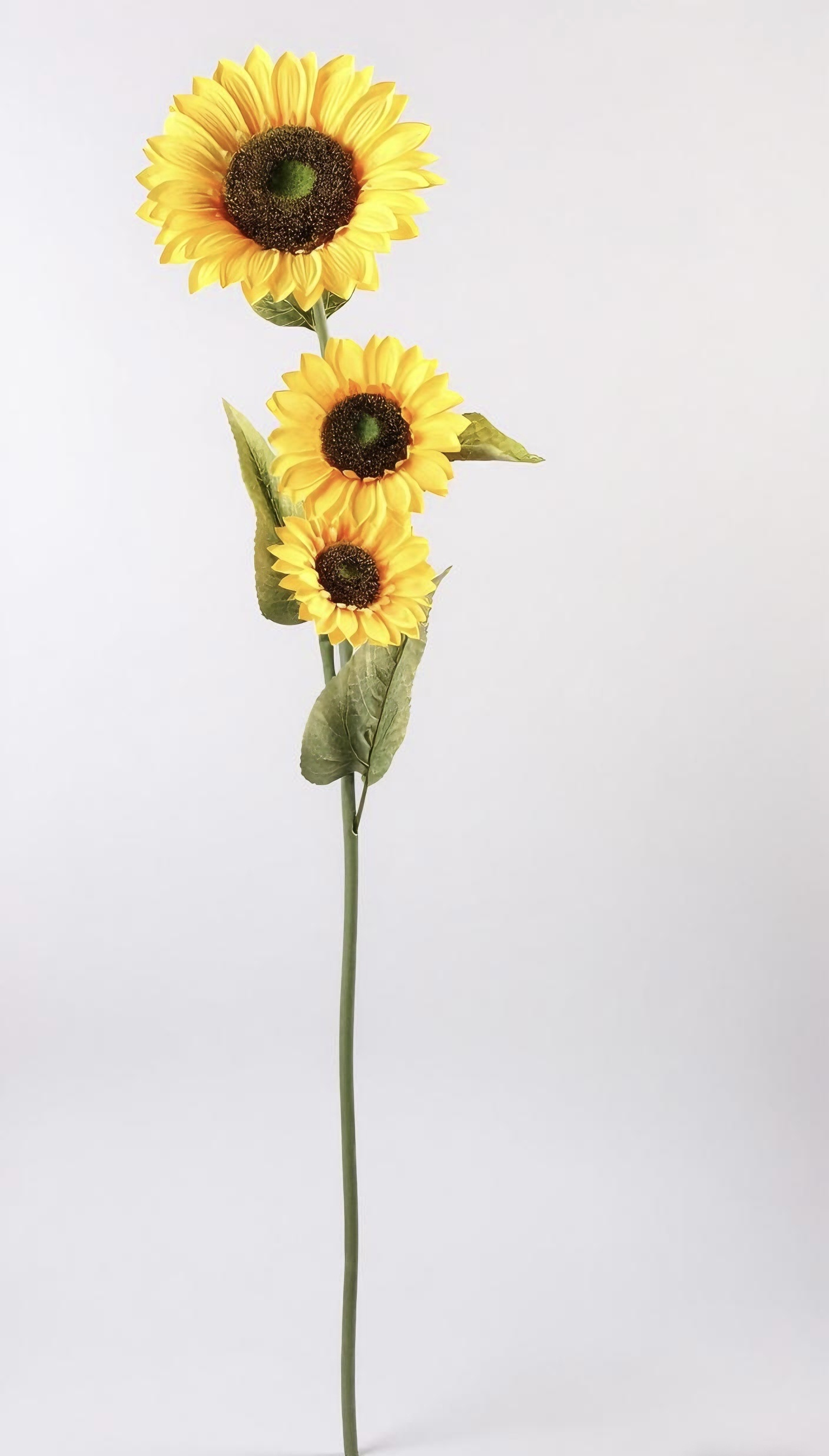 向日葵：皮管，塑料管，把束 低价