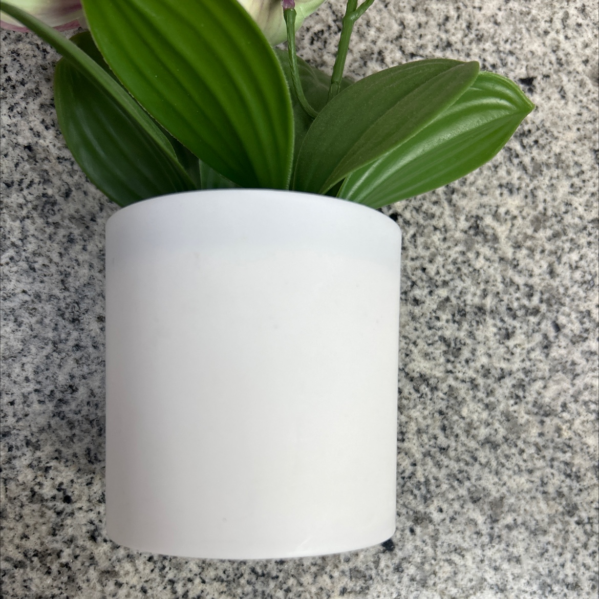 仿真胶片蝴蝶兰盆栽办公室客厅家用仿真花小盆景蝴蝶兰仿真花细节图