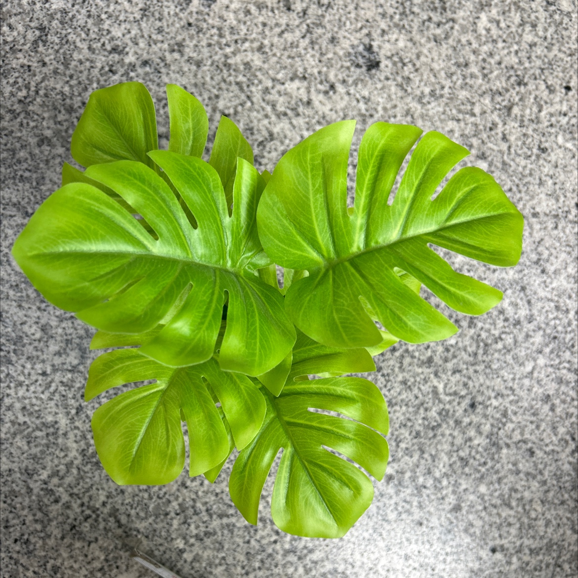 Simulated turtle-back leaf green plant potted plant, simulated green plant leaf film, office, living room, home small bonsai details Picture