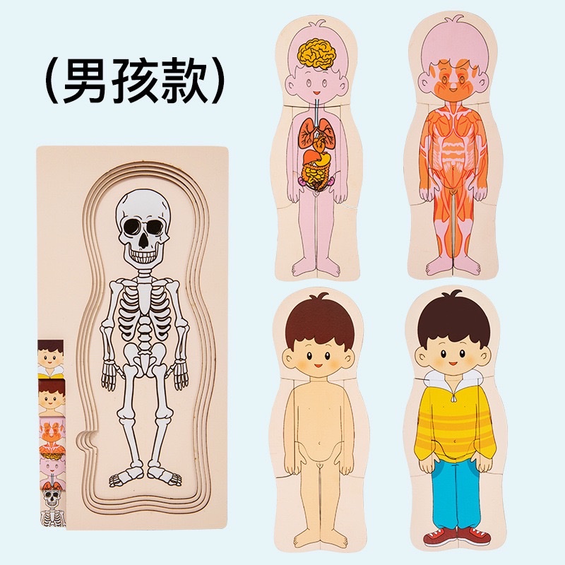 儿童早教人物身体结构认知拼图大脑多层拼板益智开发木质玩具 拼图详情图7